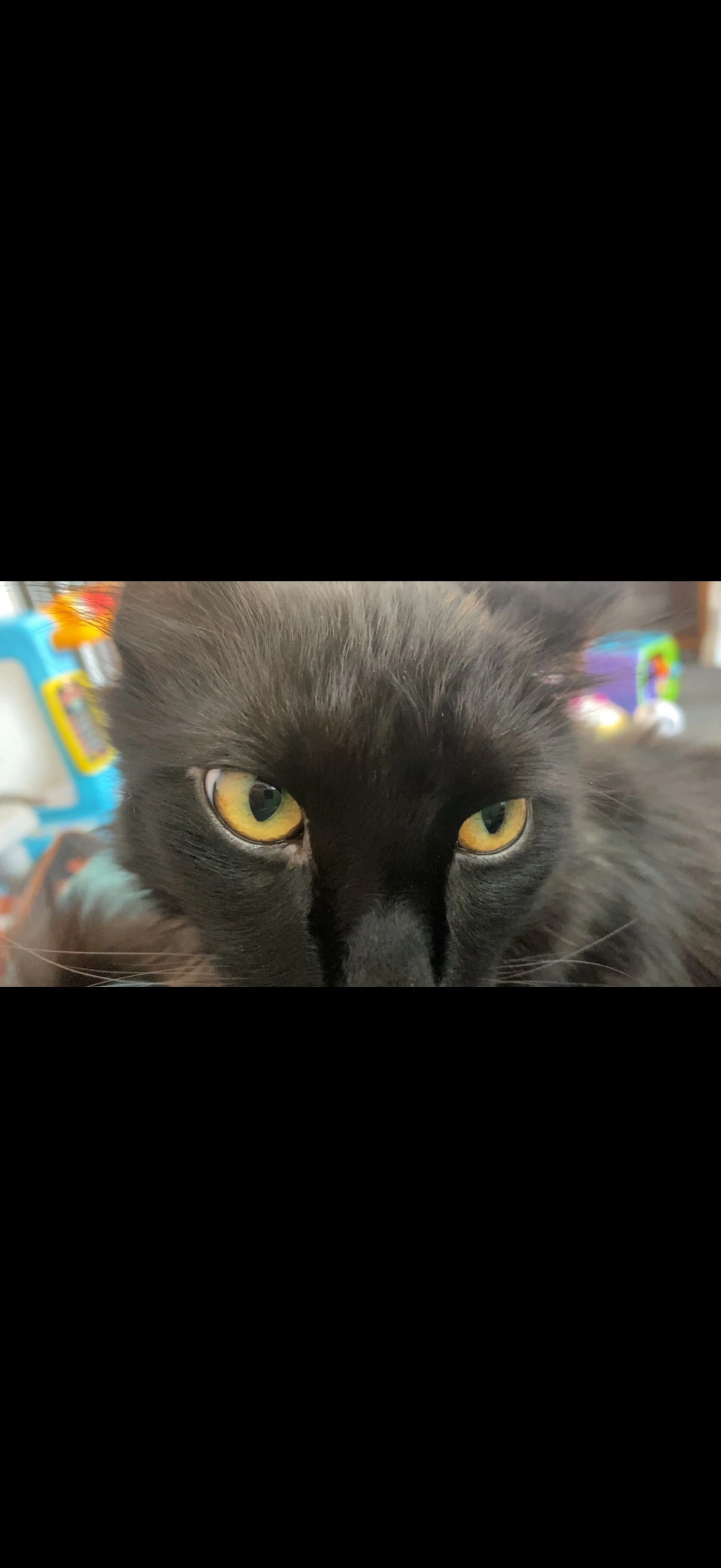 Lost pet-0