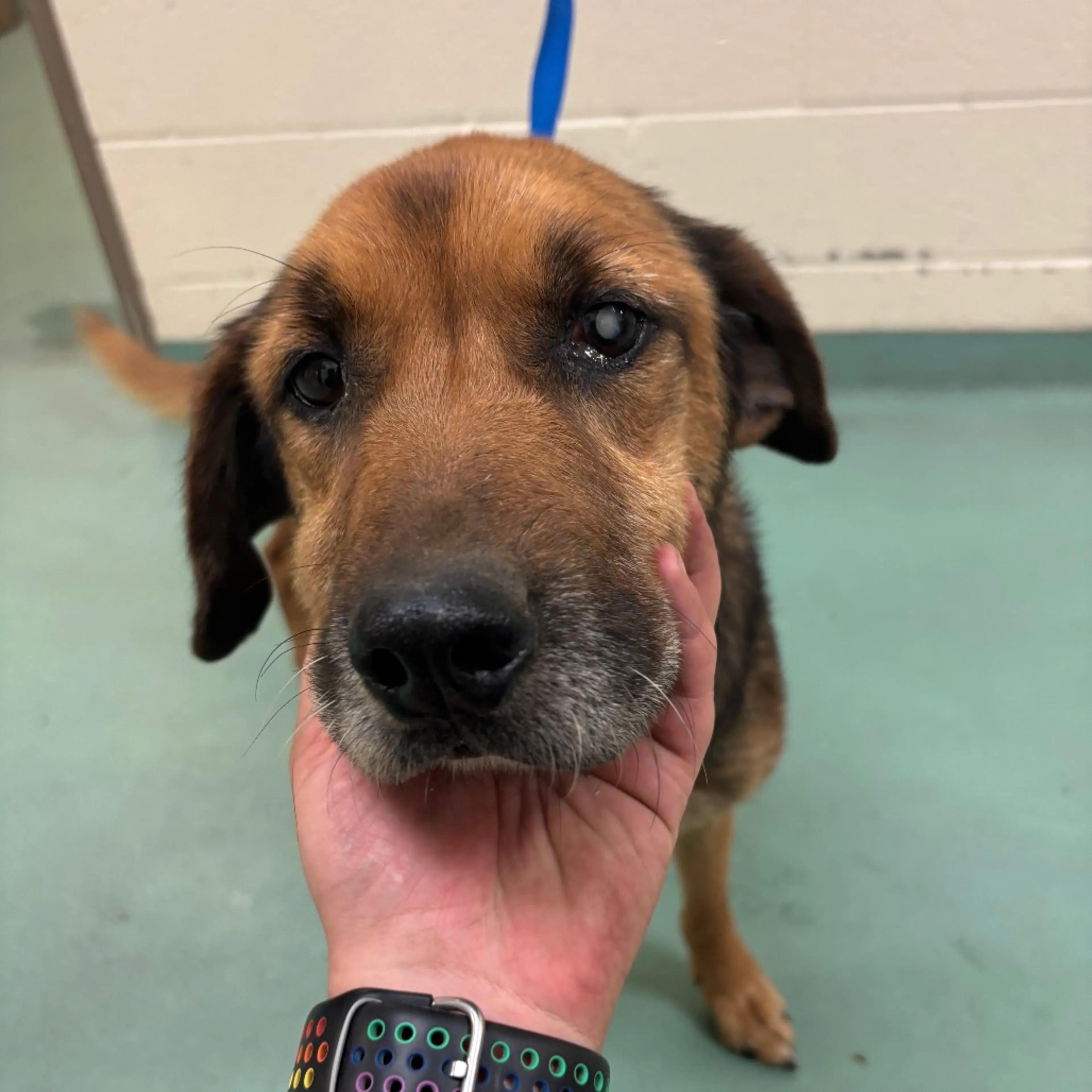 Found pet
