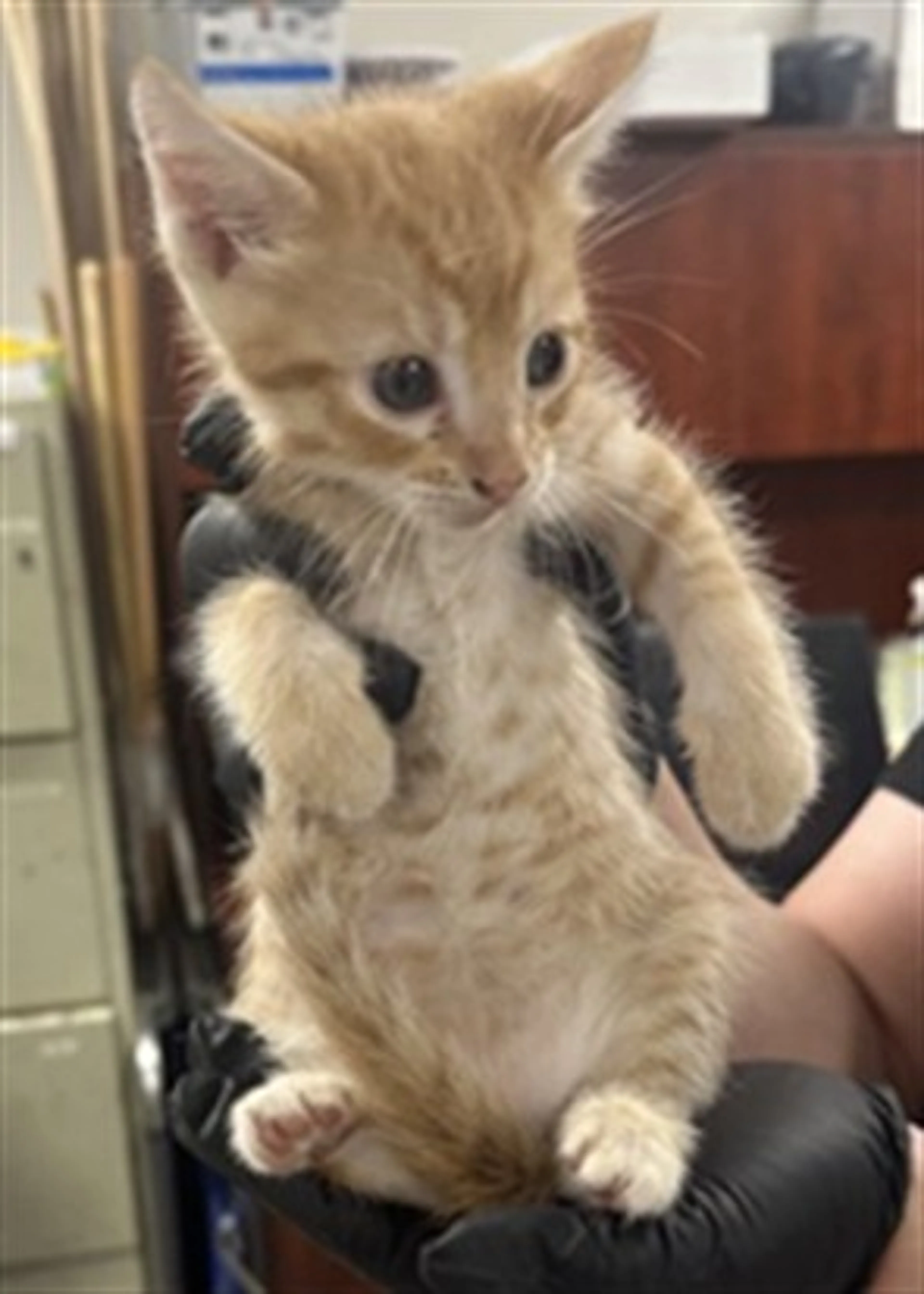 Found pet