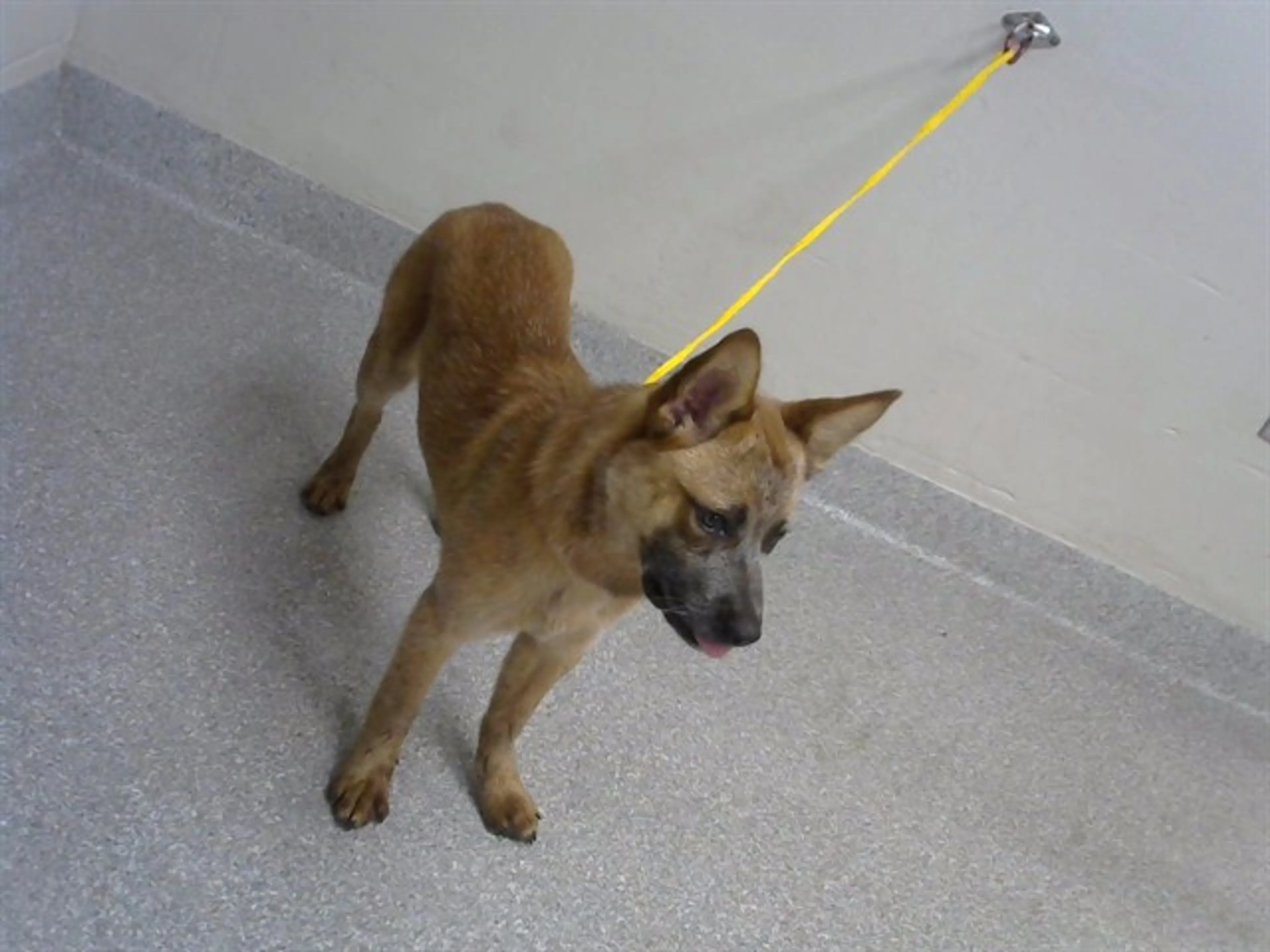 Found pet