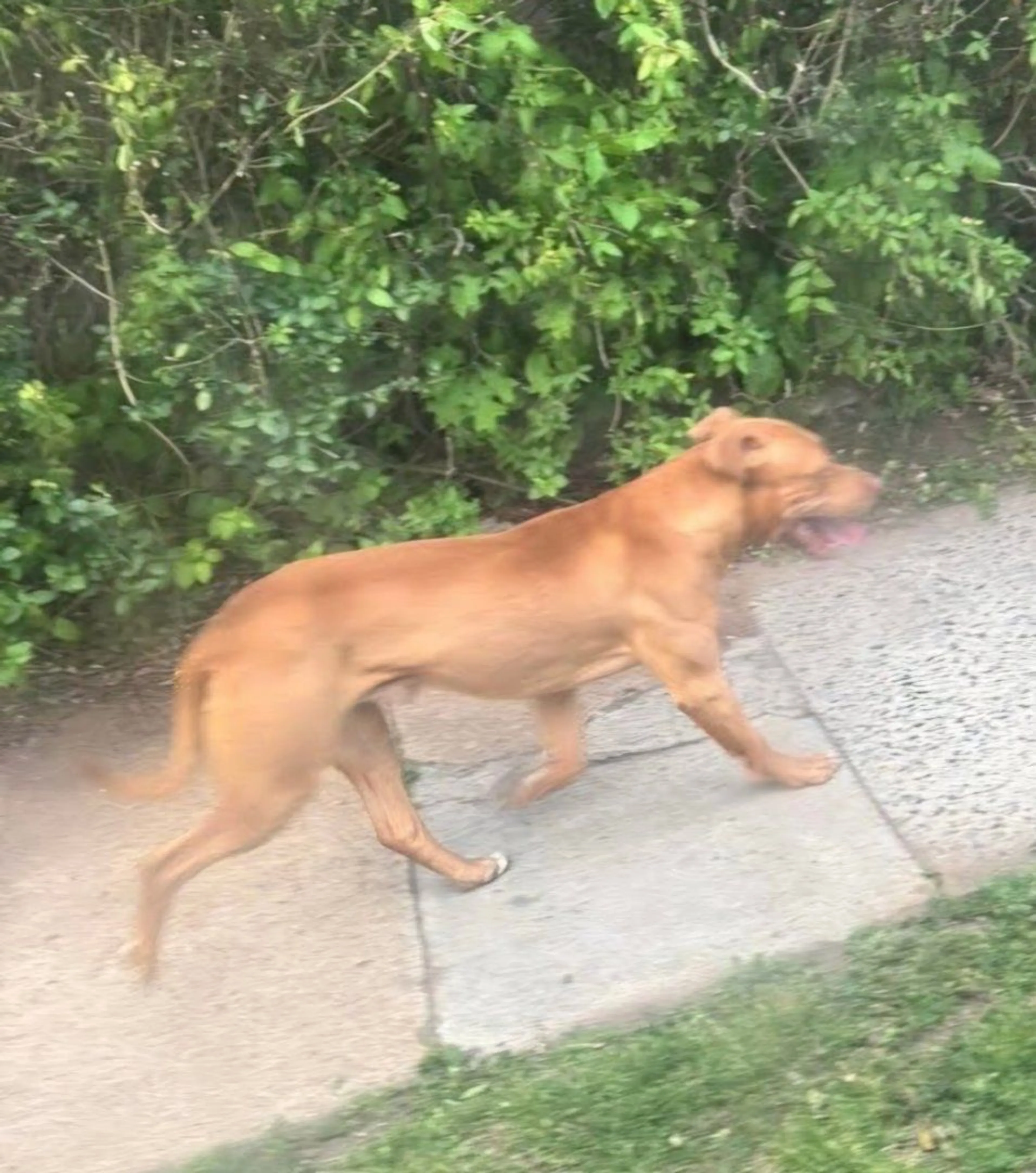 Lost pet-2