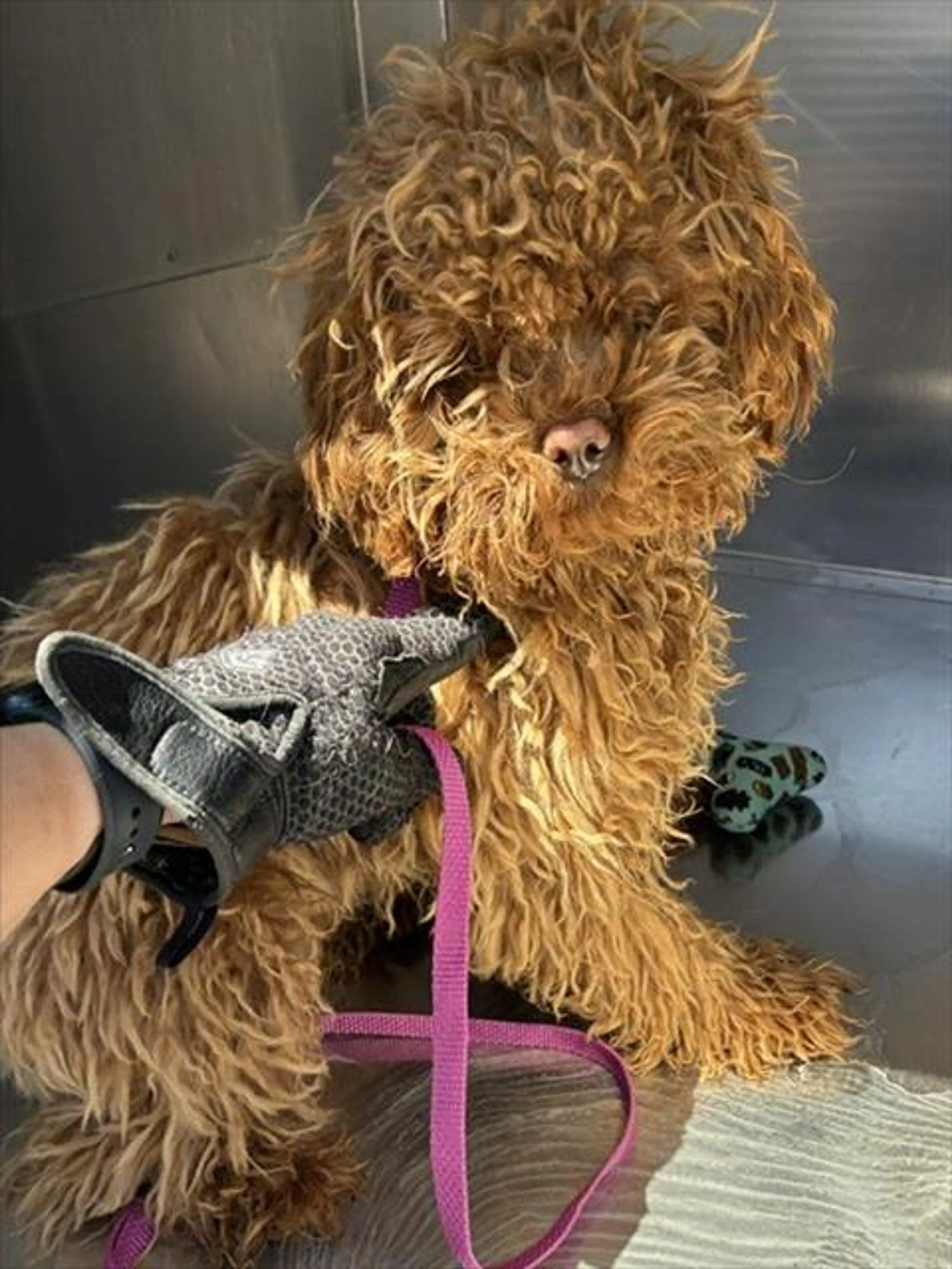 Found pet