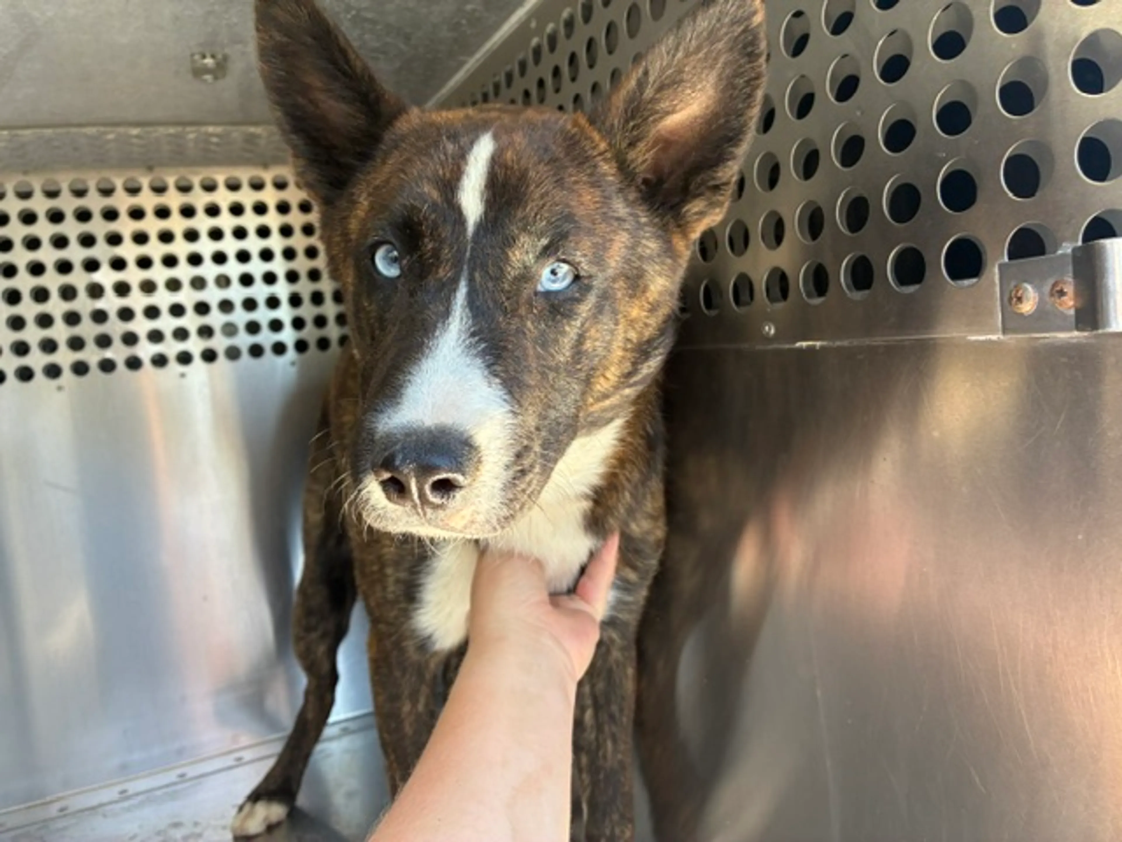 Found pet