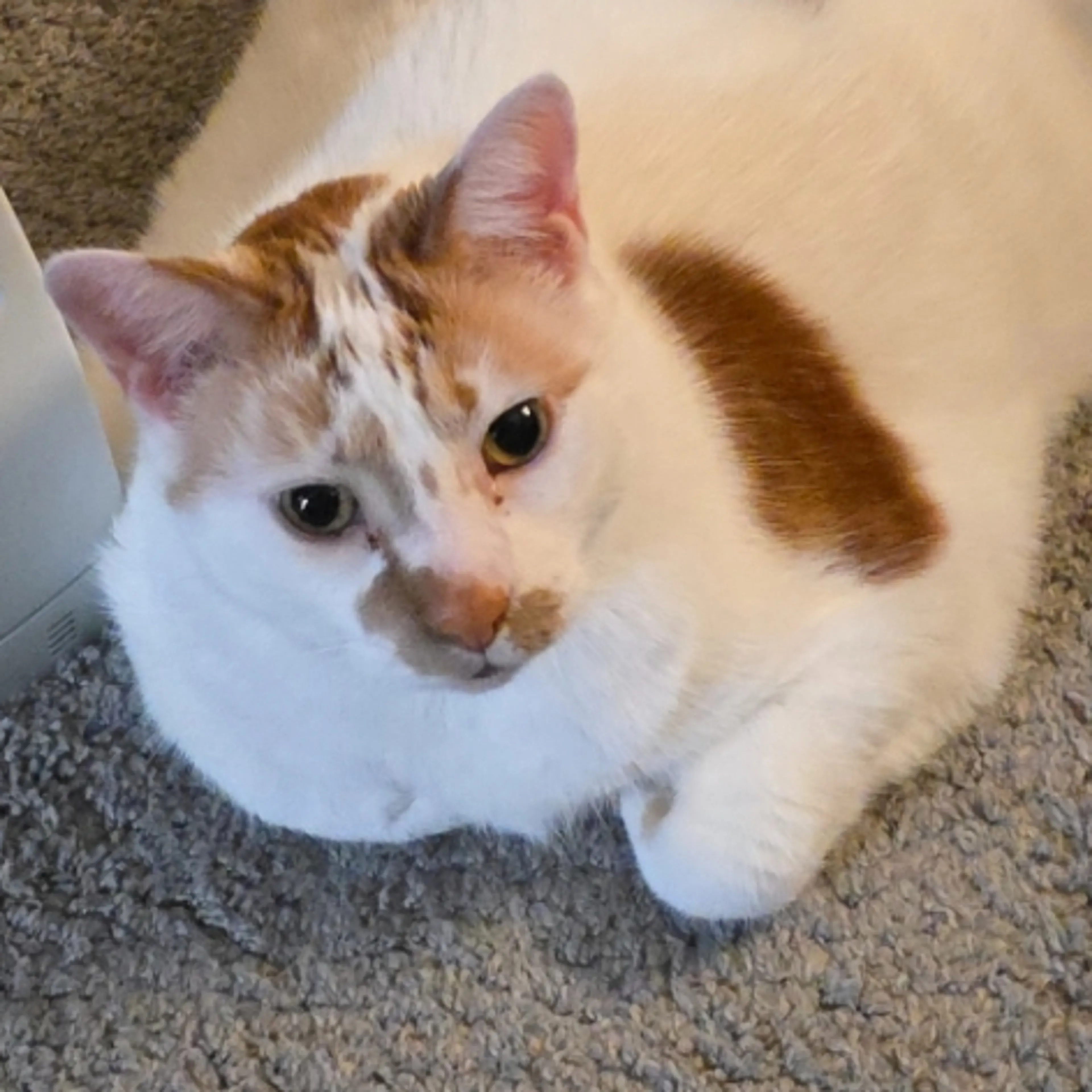Lost pet-2
