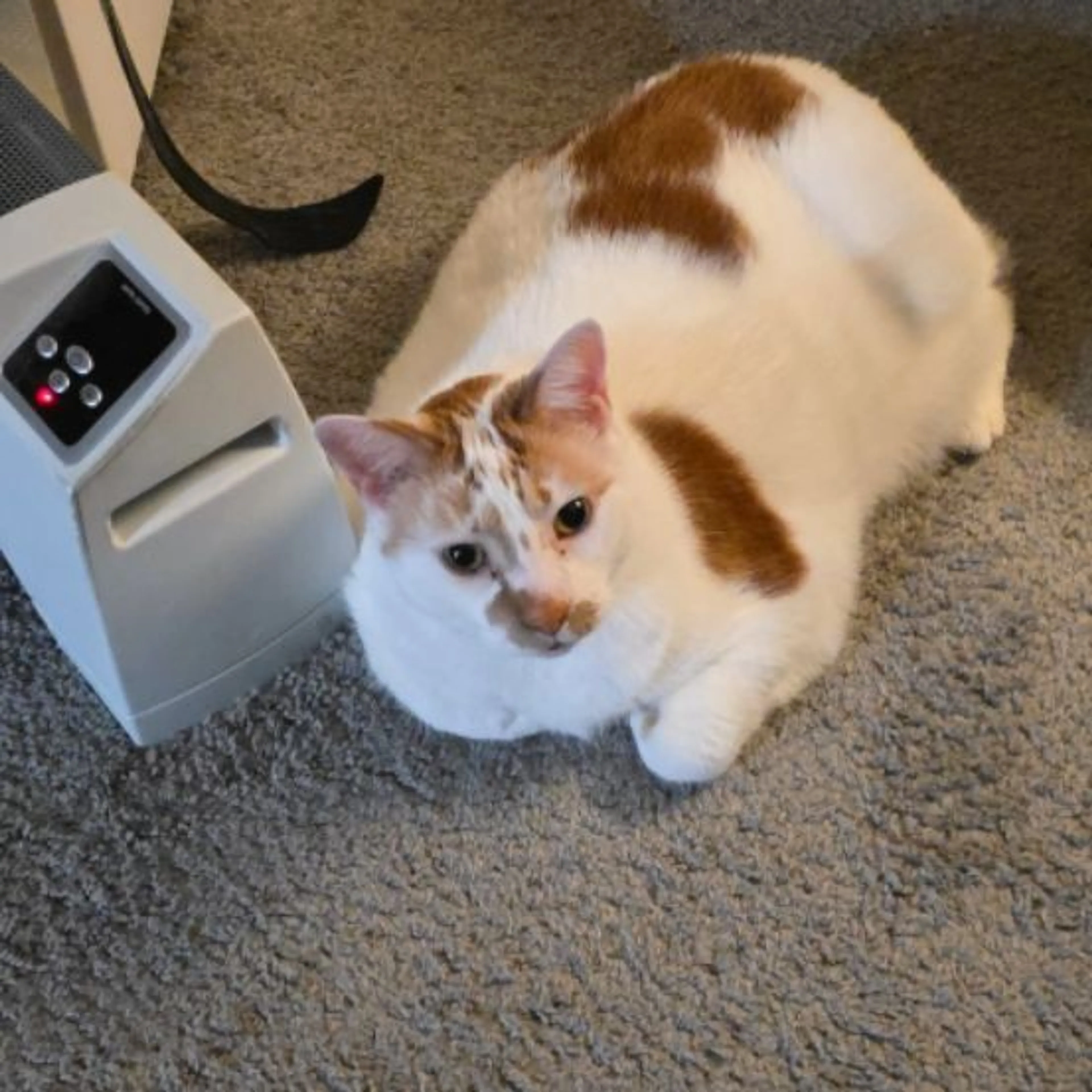 Lost pet-0