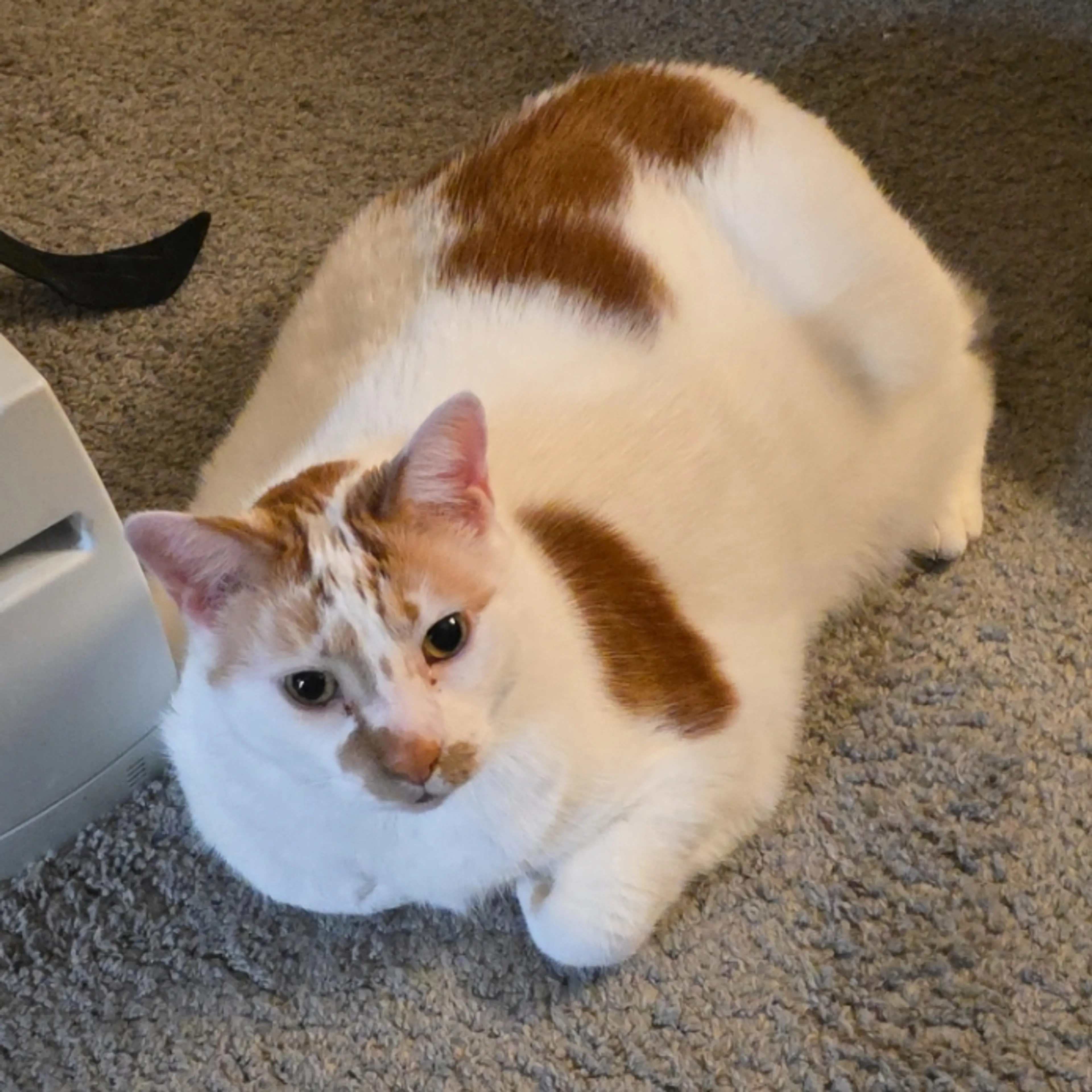 Lost pet-1