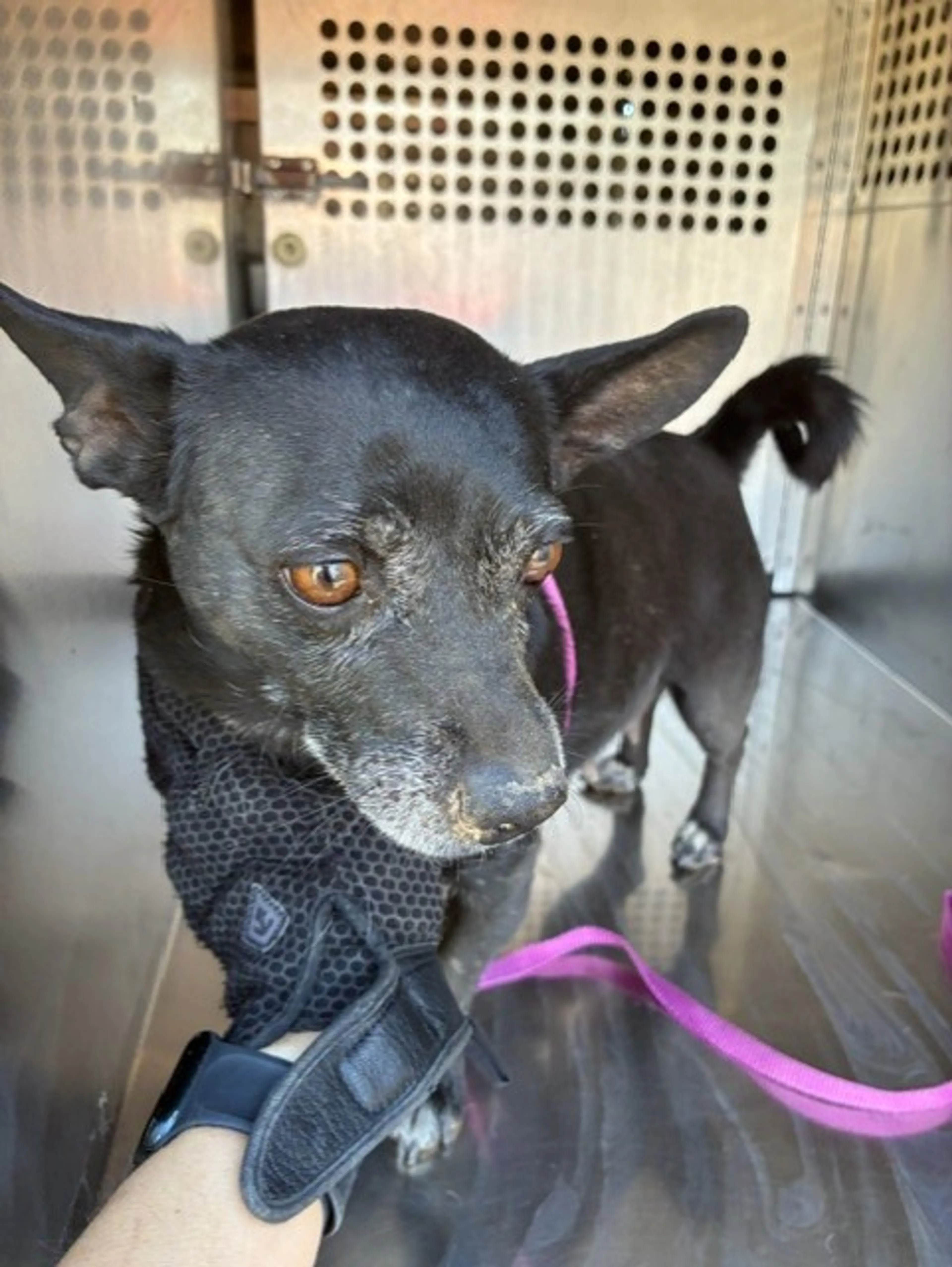 Found pet