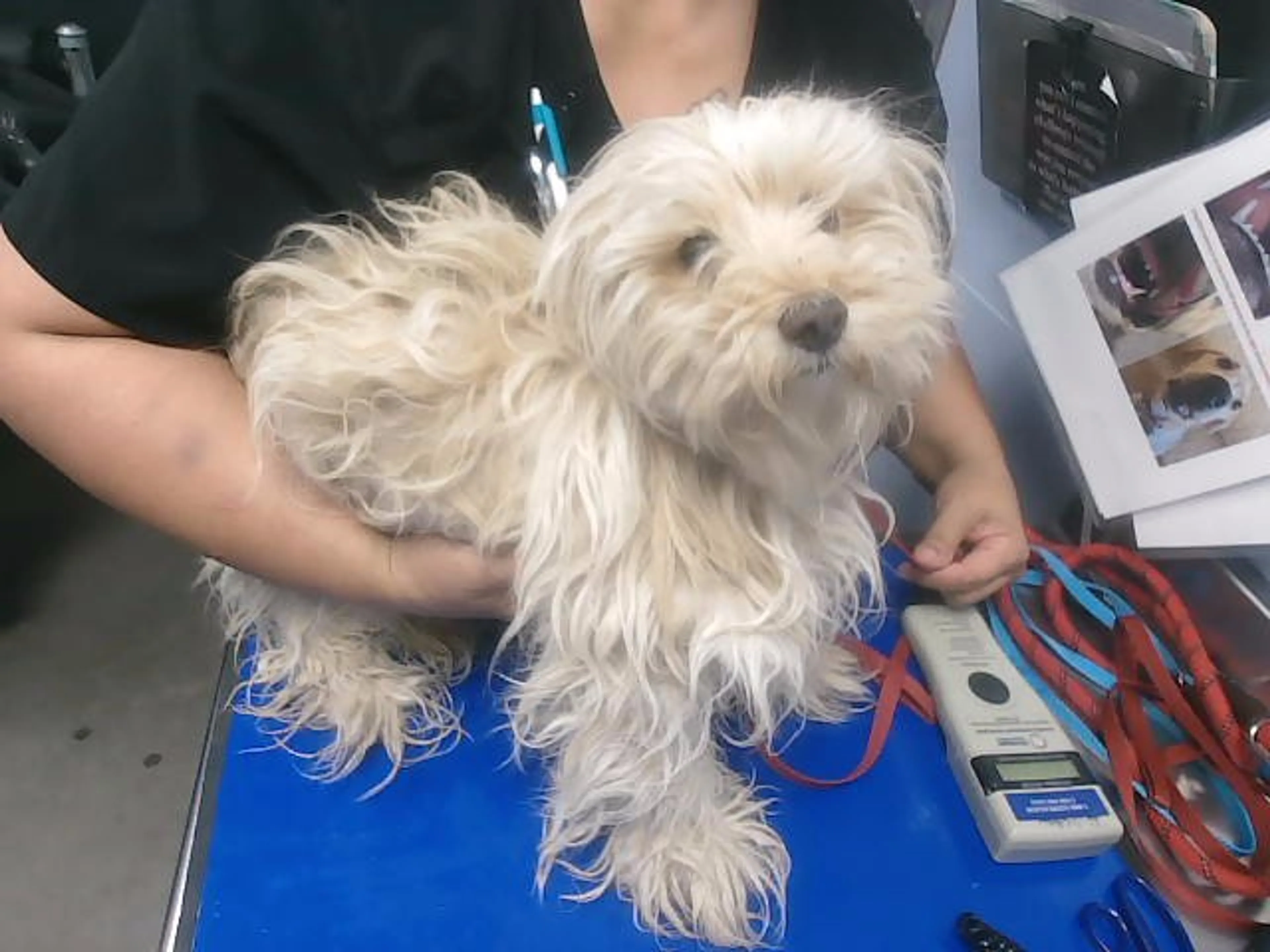 Found pet