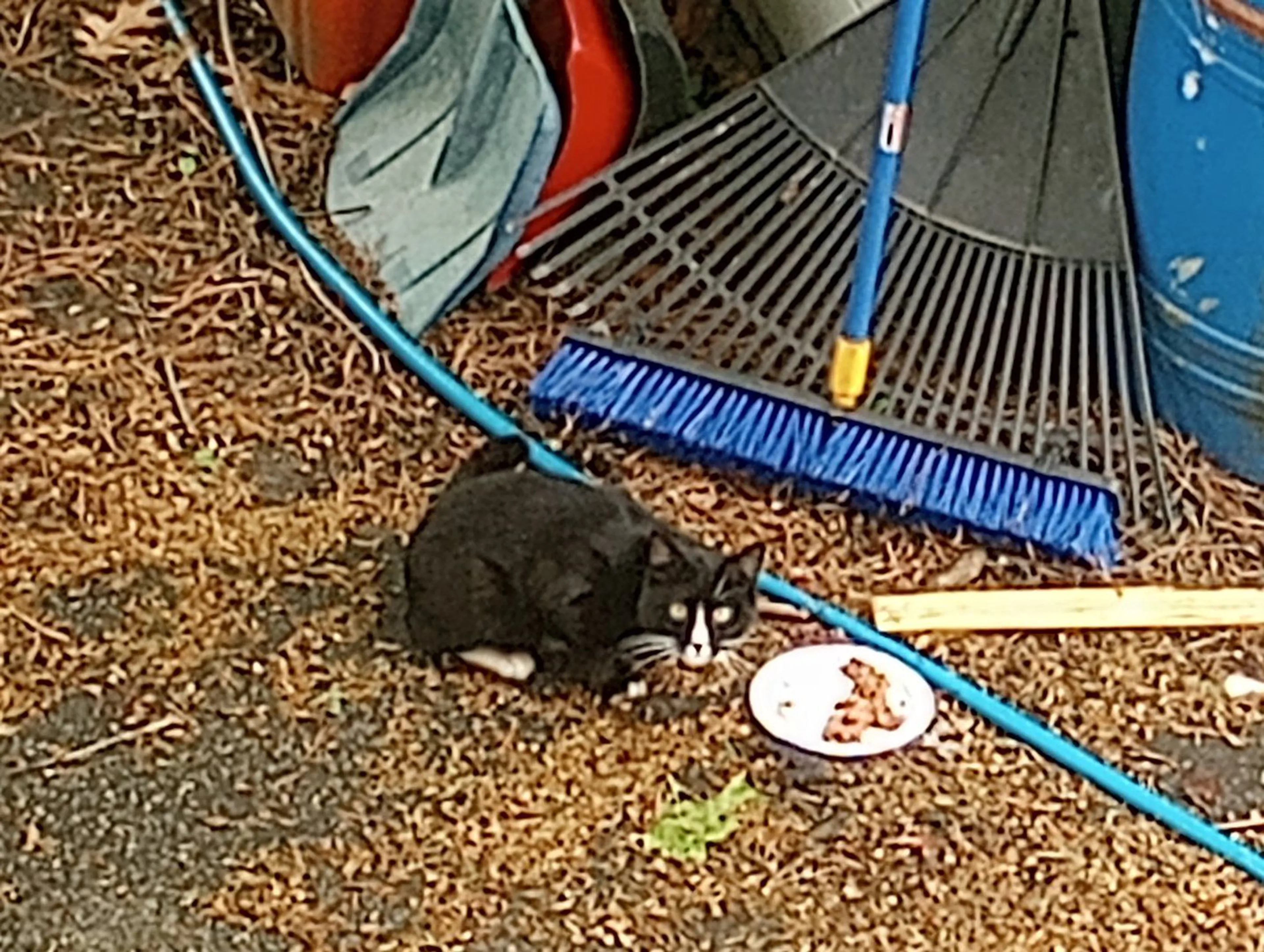 Lost pet-0