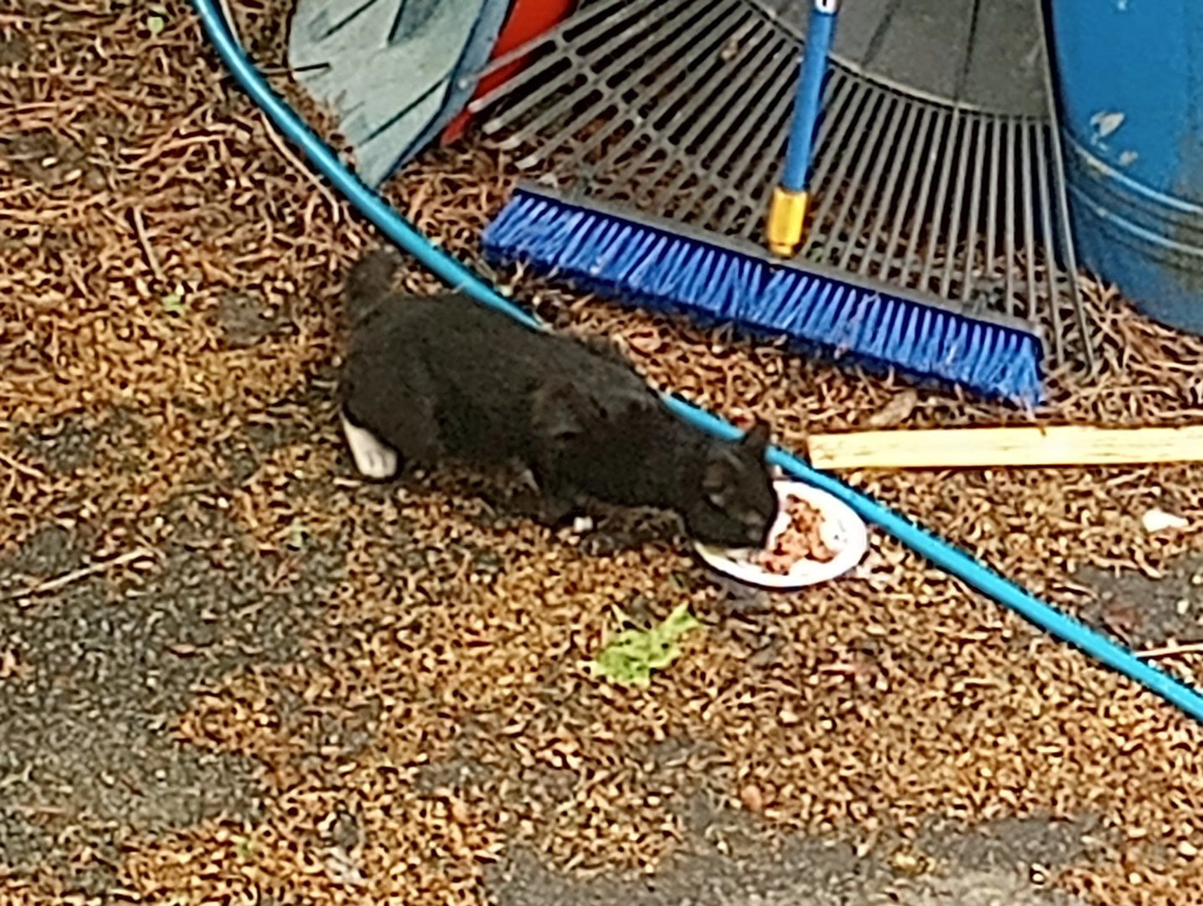 Lost pet-1