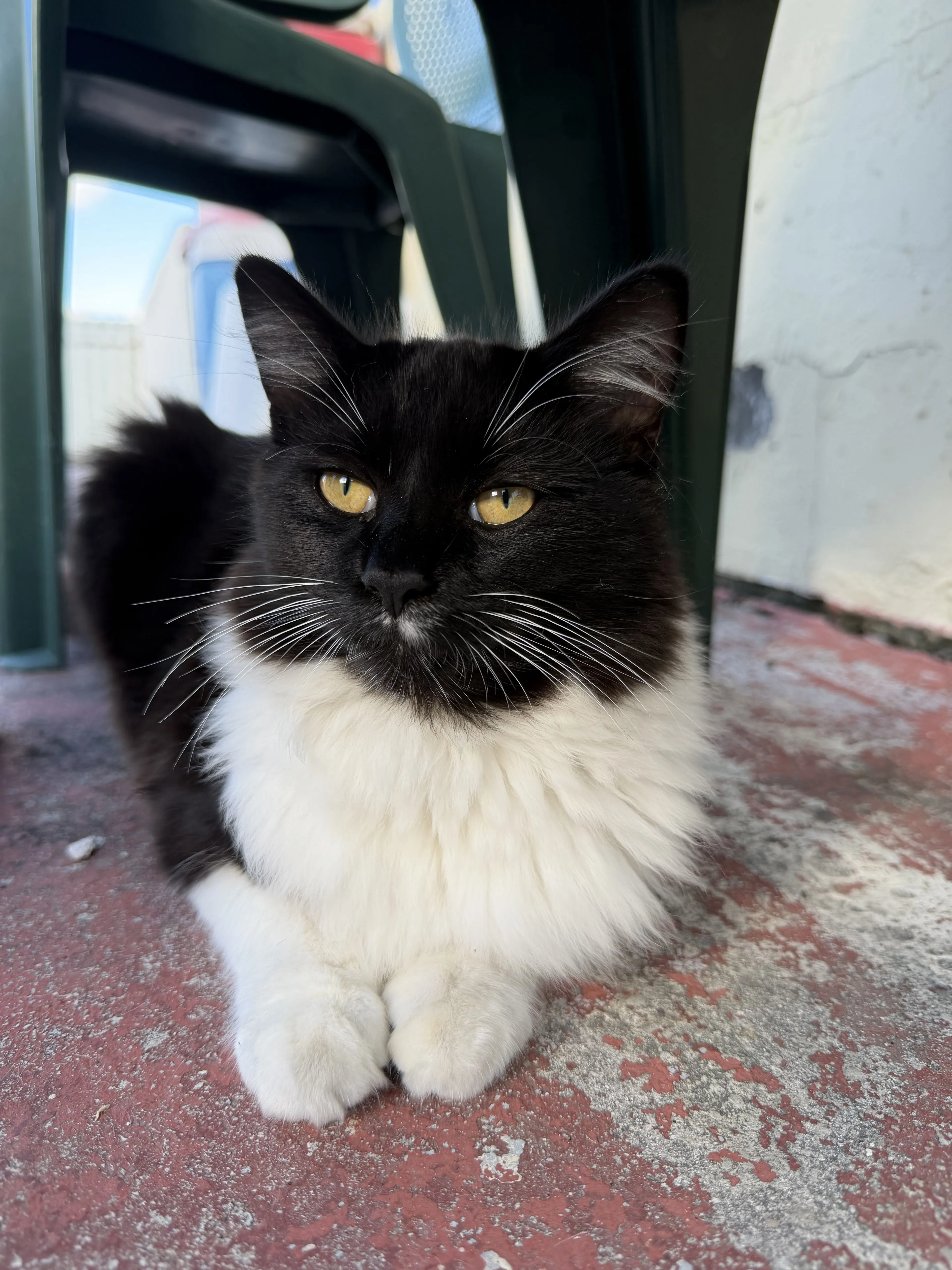 Lost pet-1