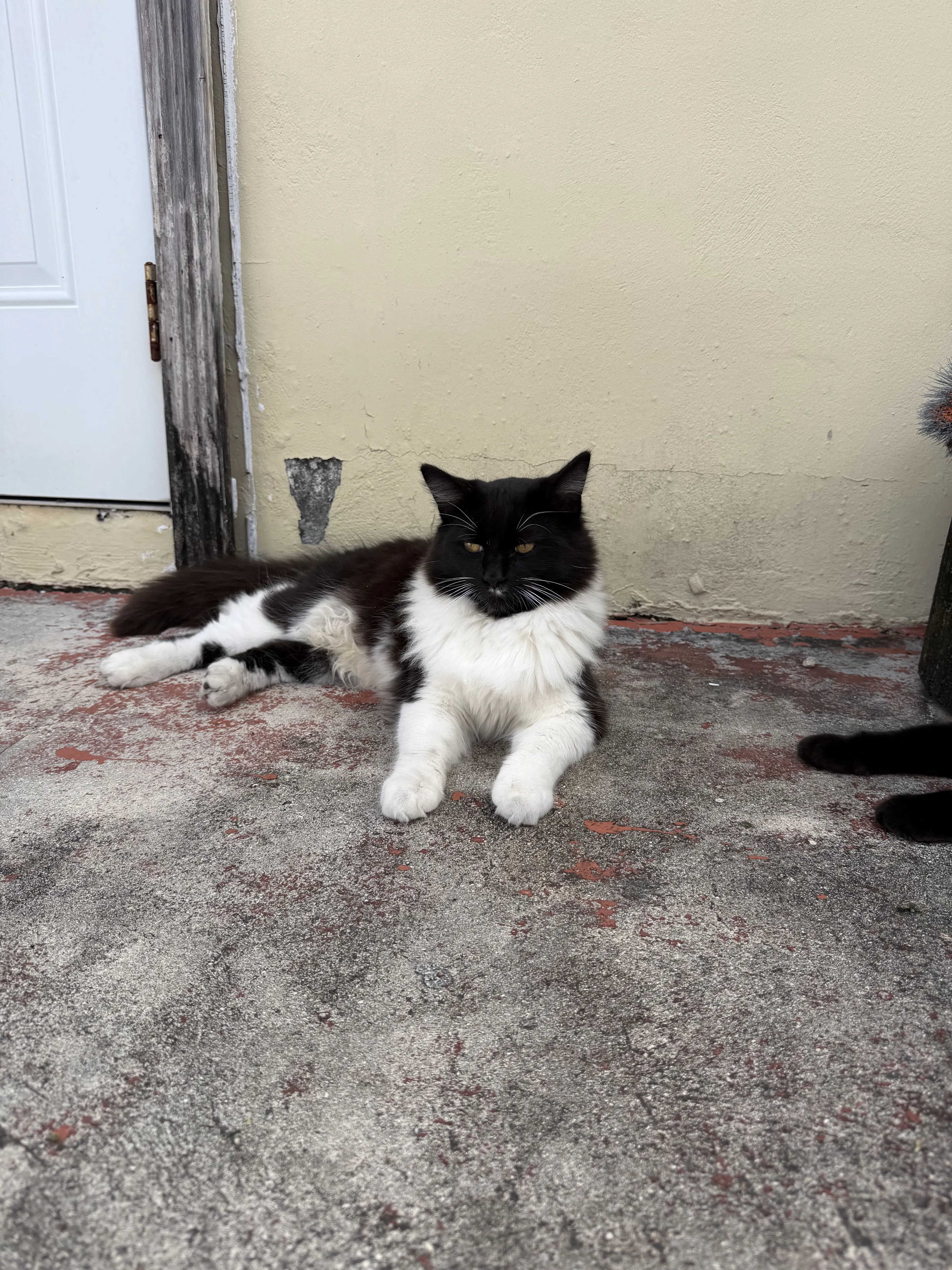 Lost pet-0