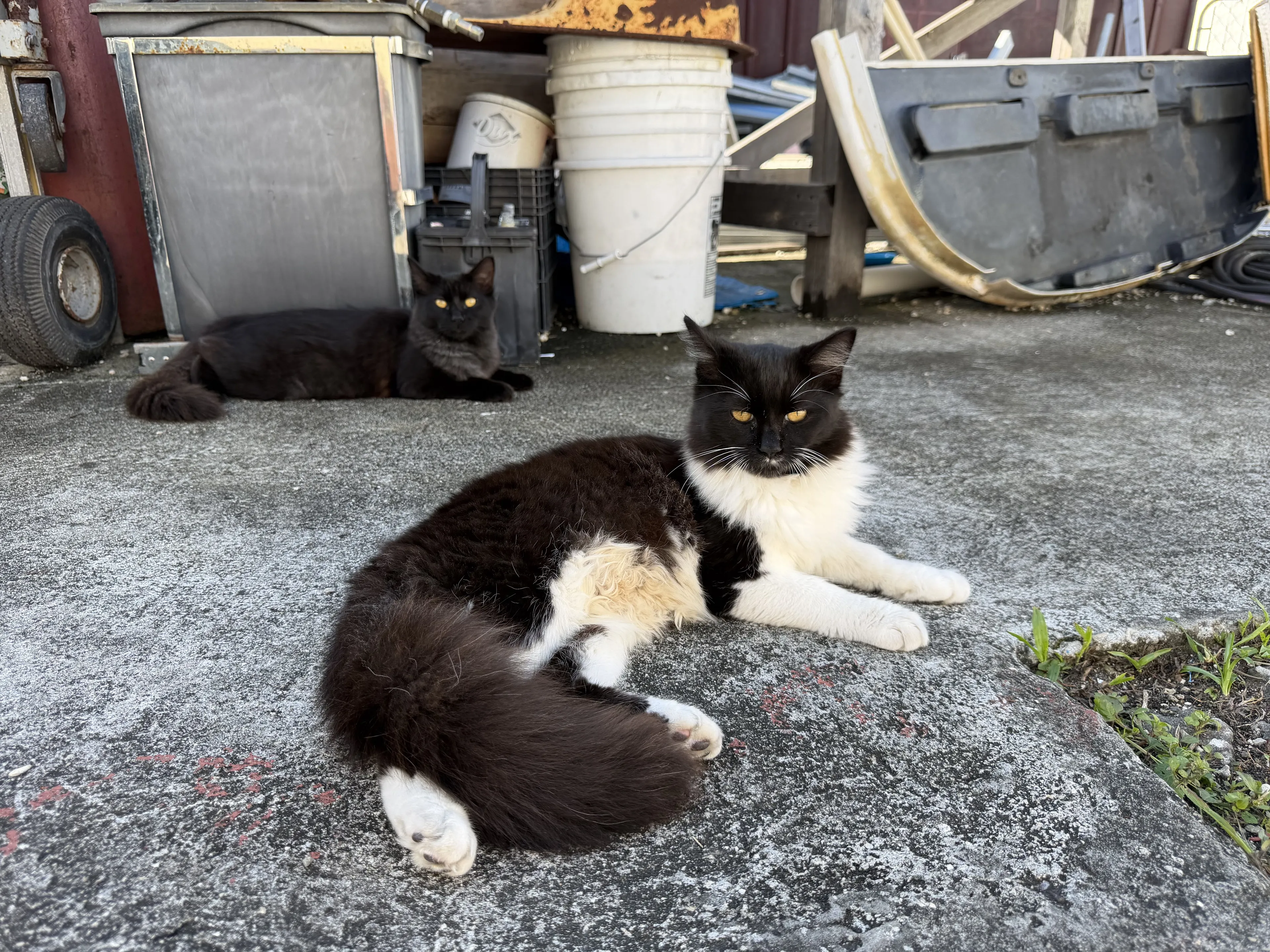 Lost pet-2
