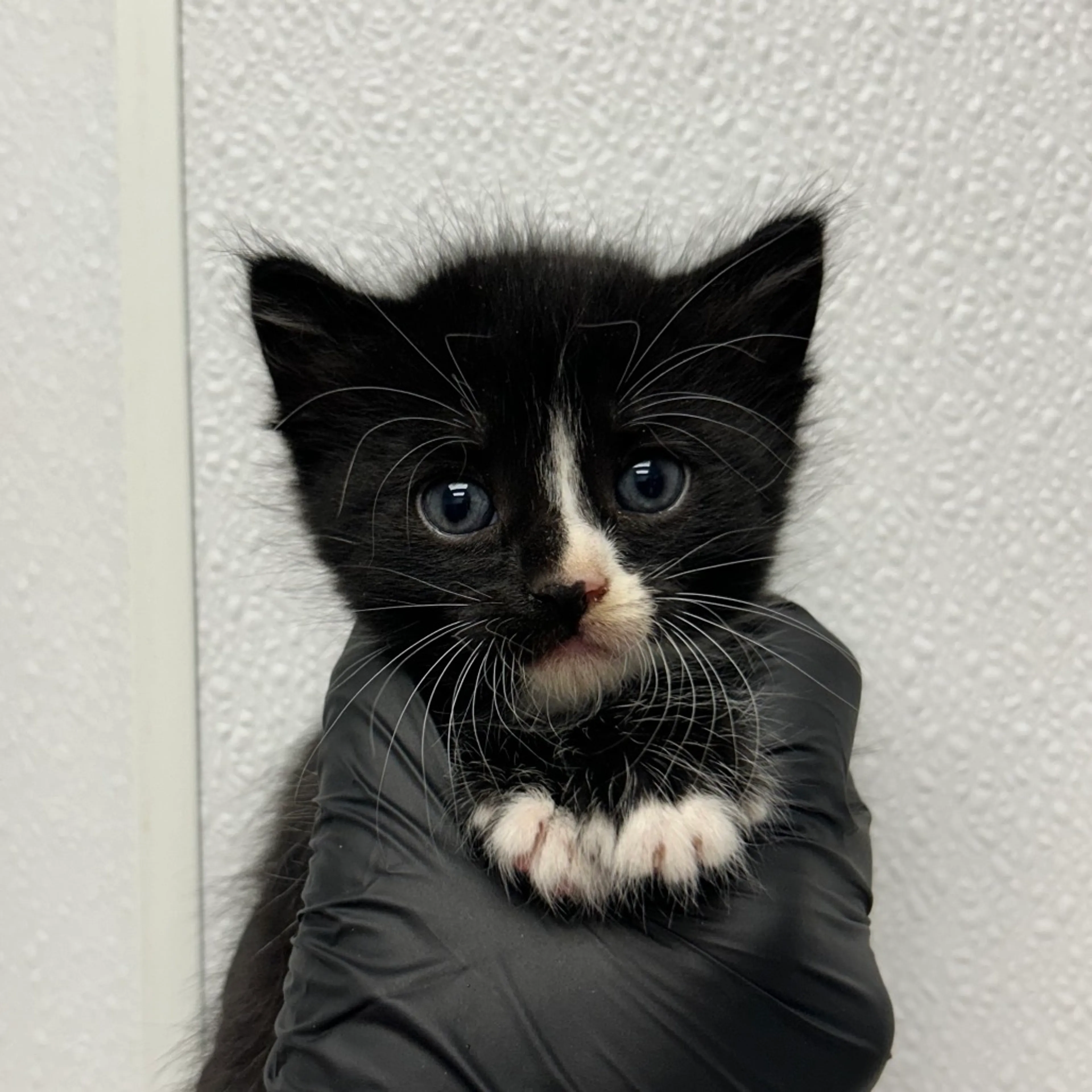 Found pet-1
