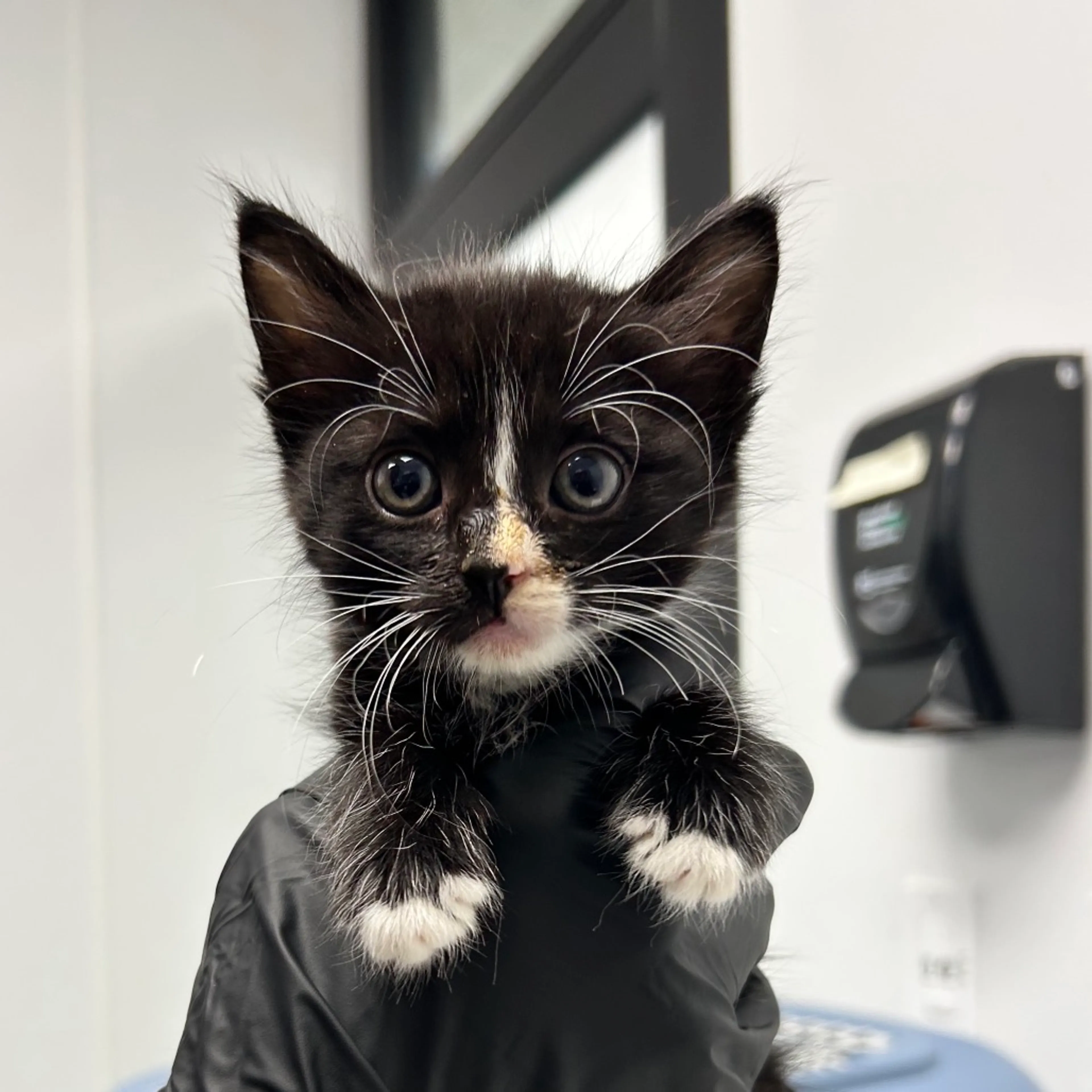Found pet-2
