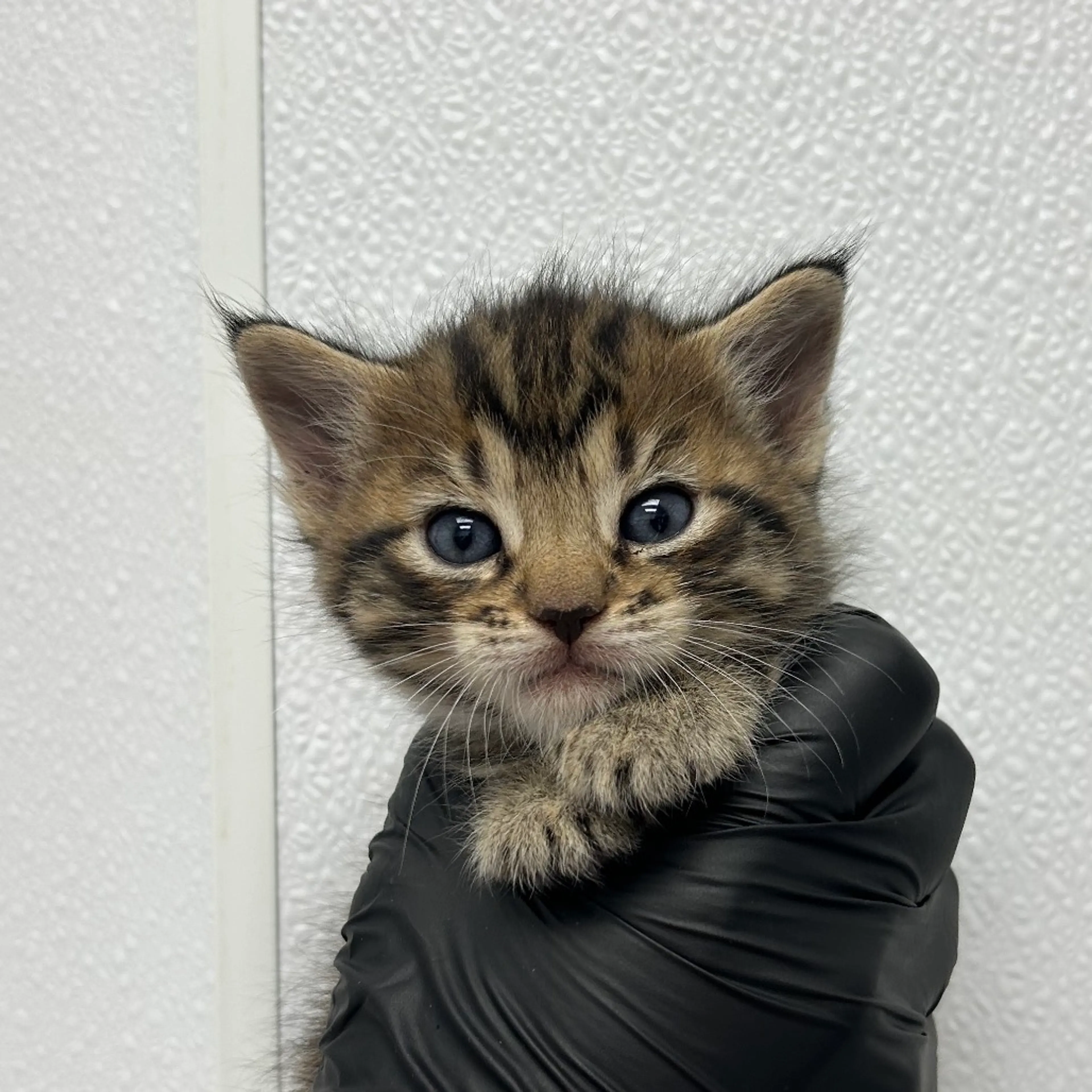 Found pet-1