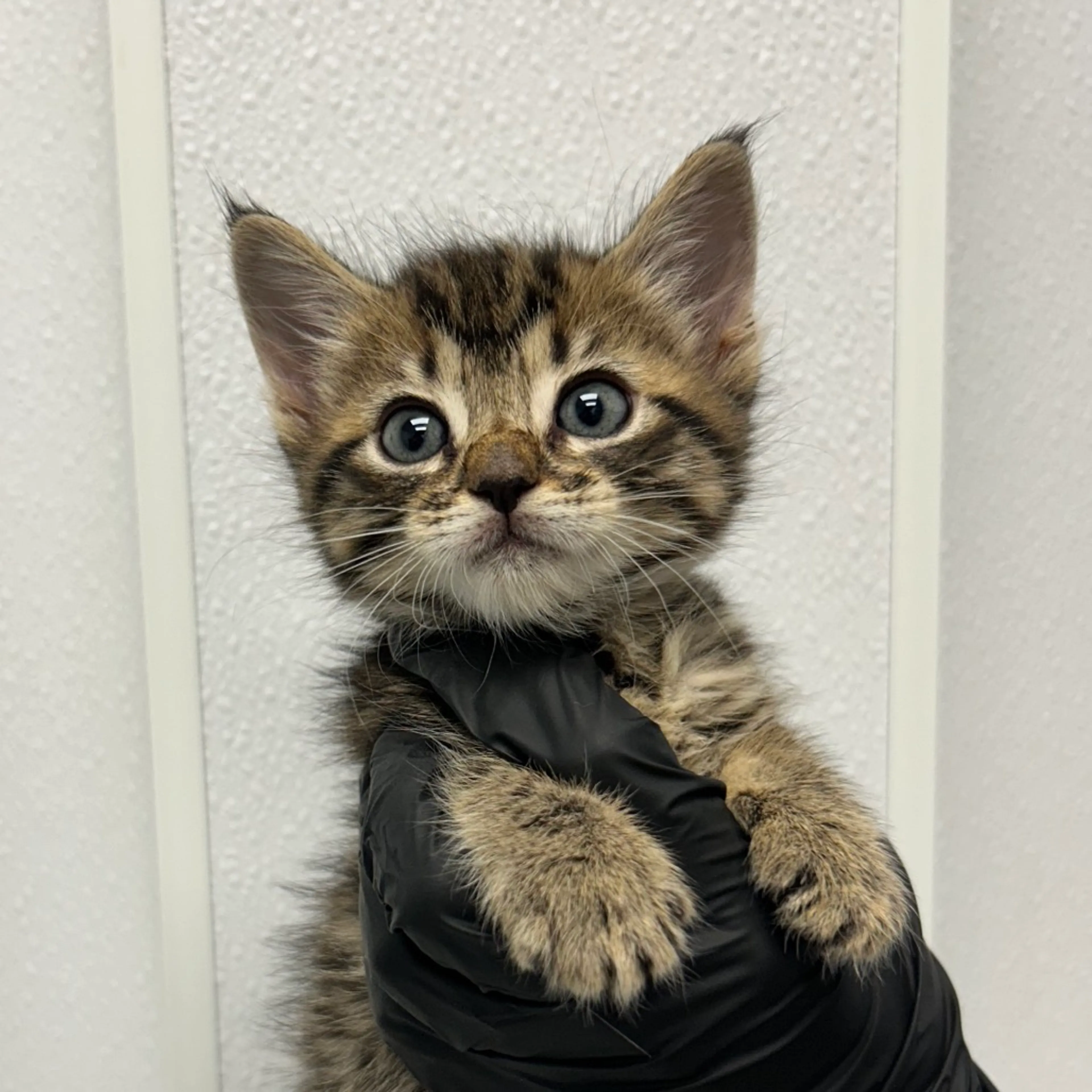 Found pet-2