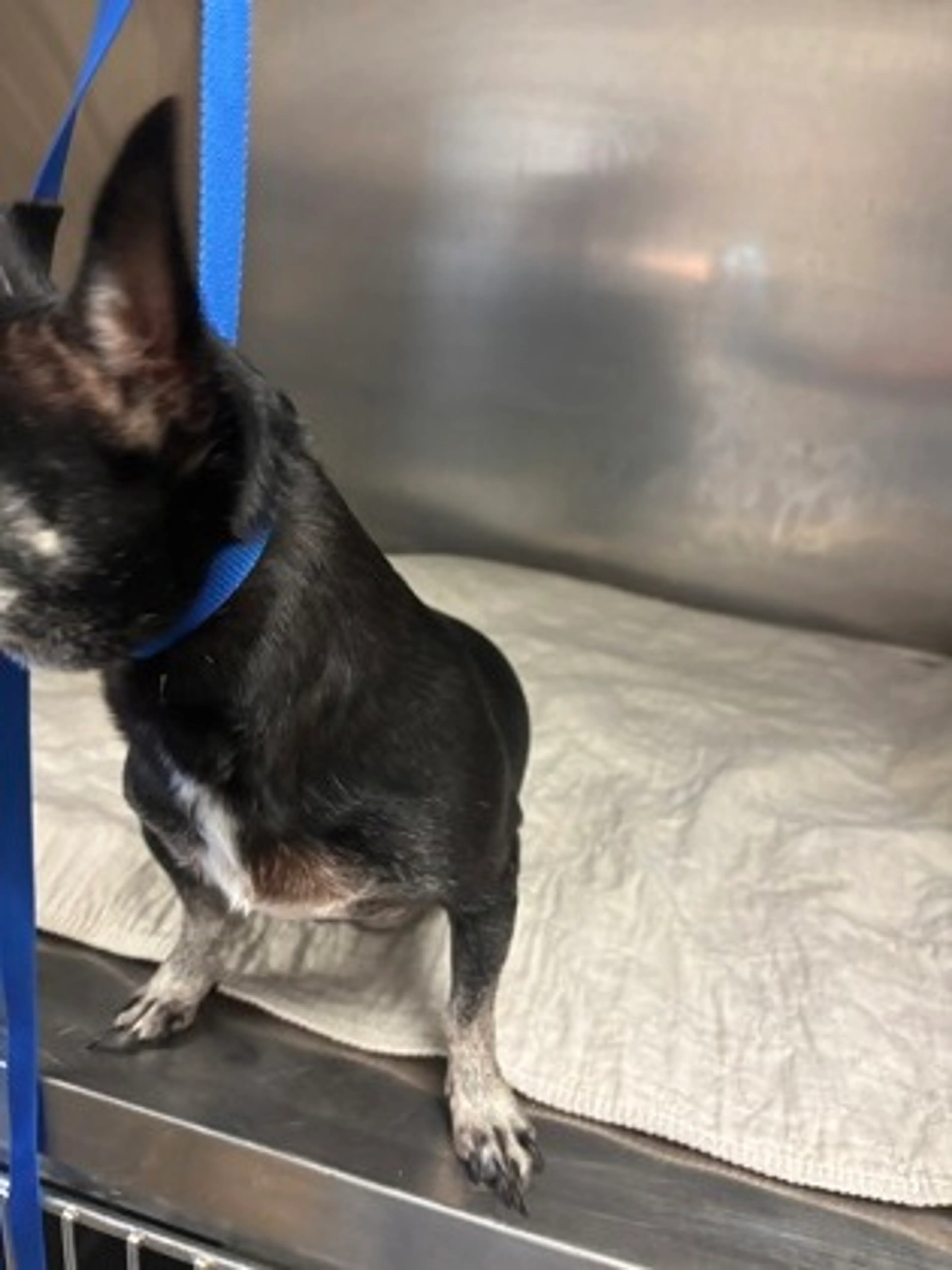 Found pet-1