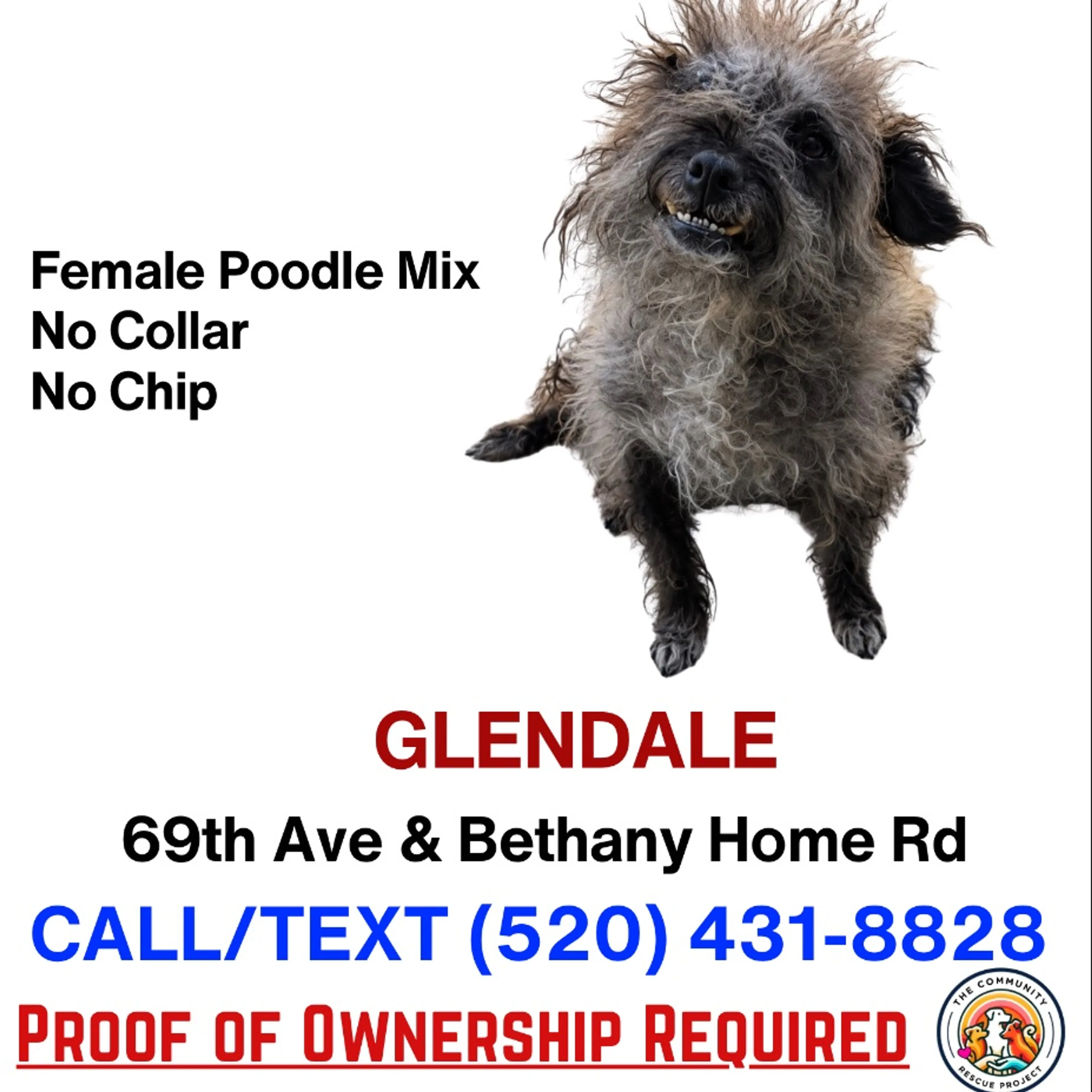Found pet