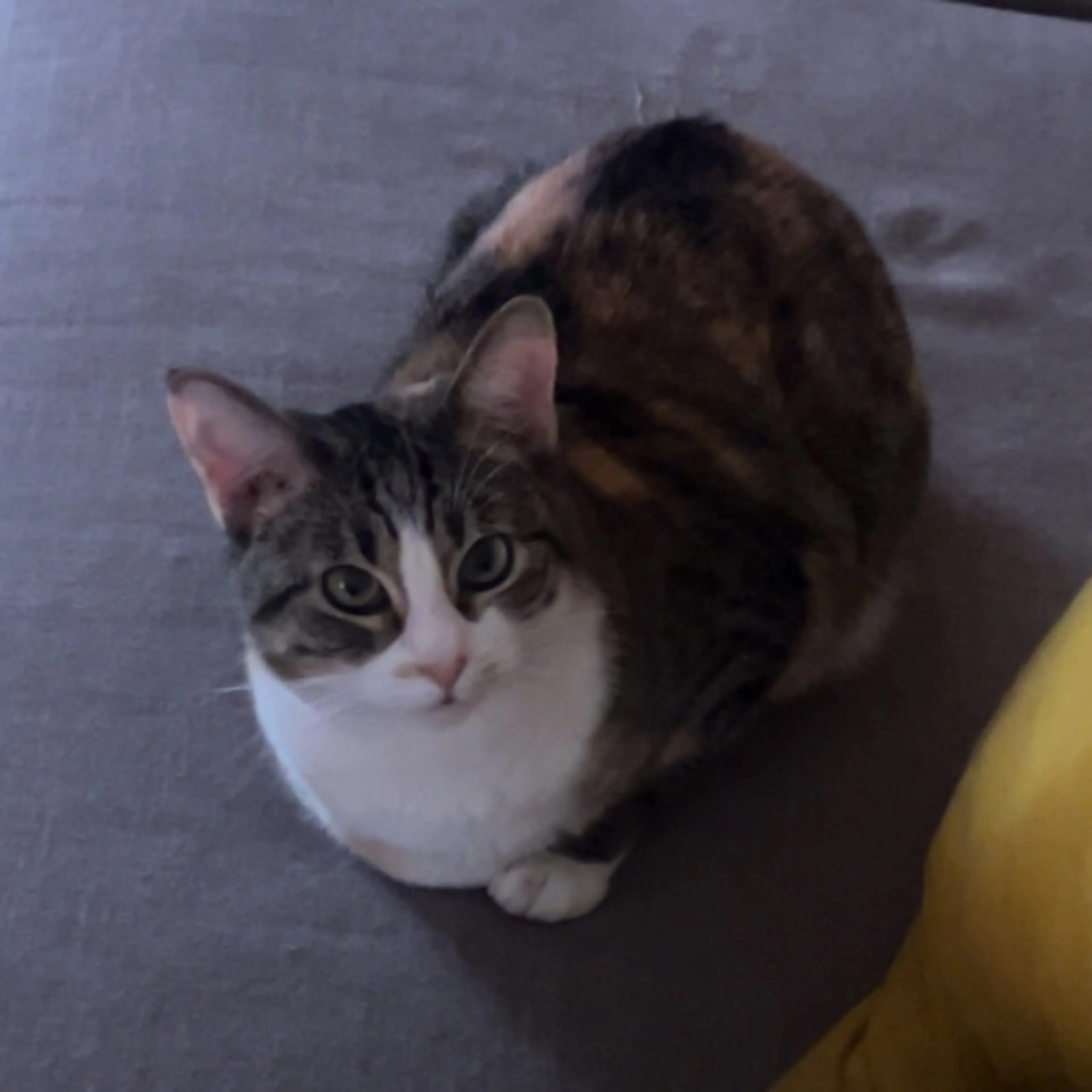 Lost pet