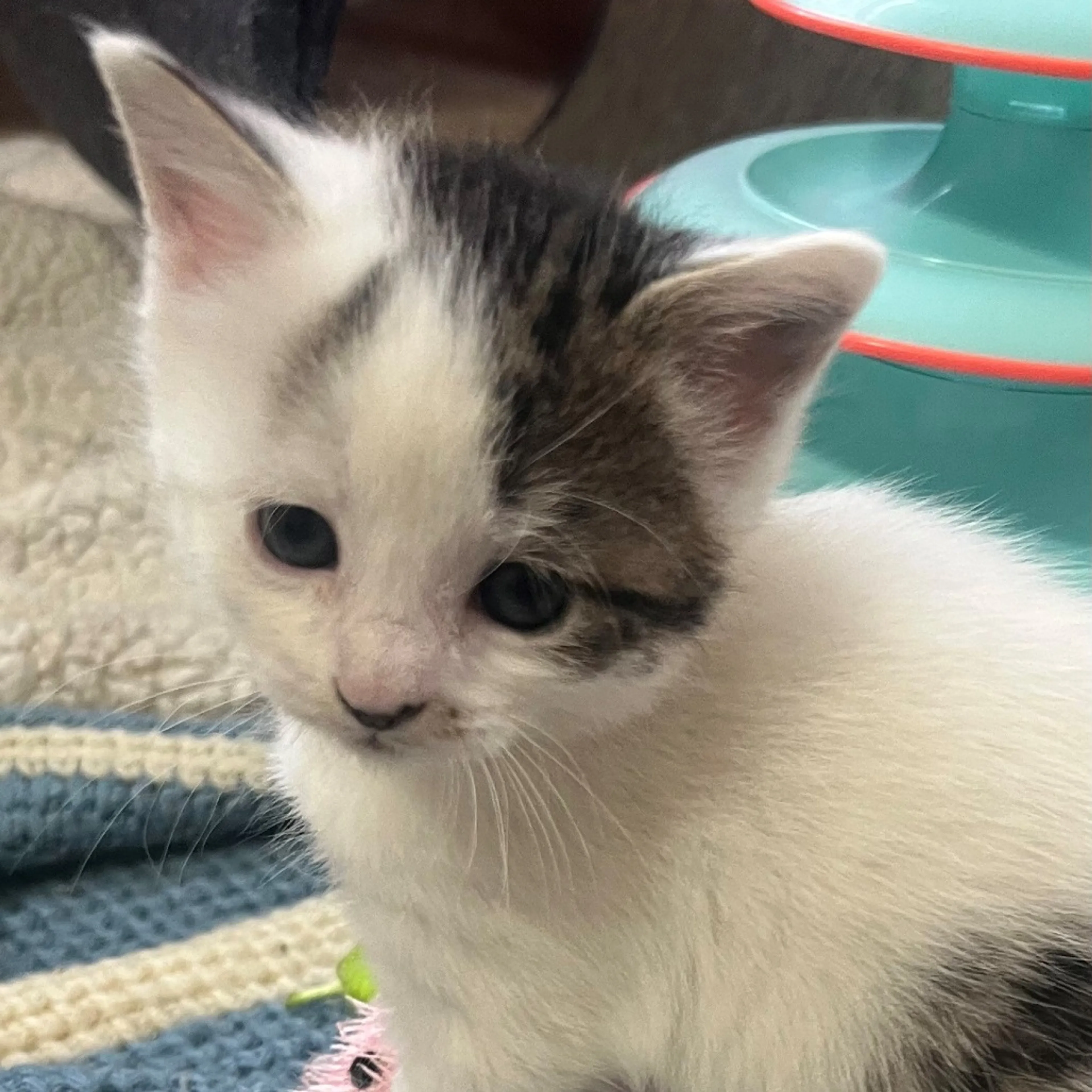 Found pet