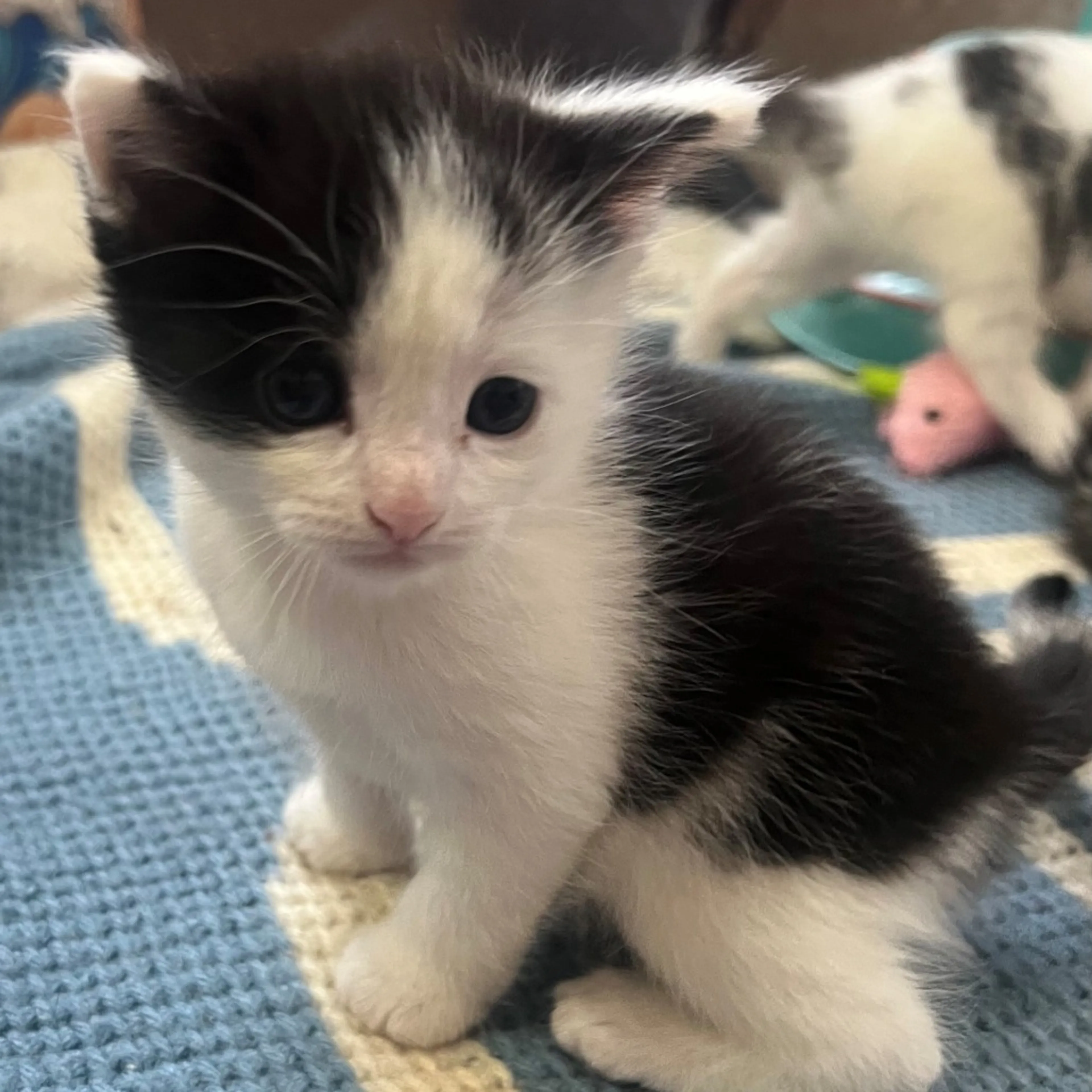 Found pet