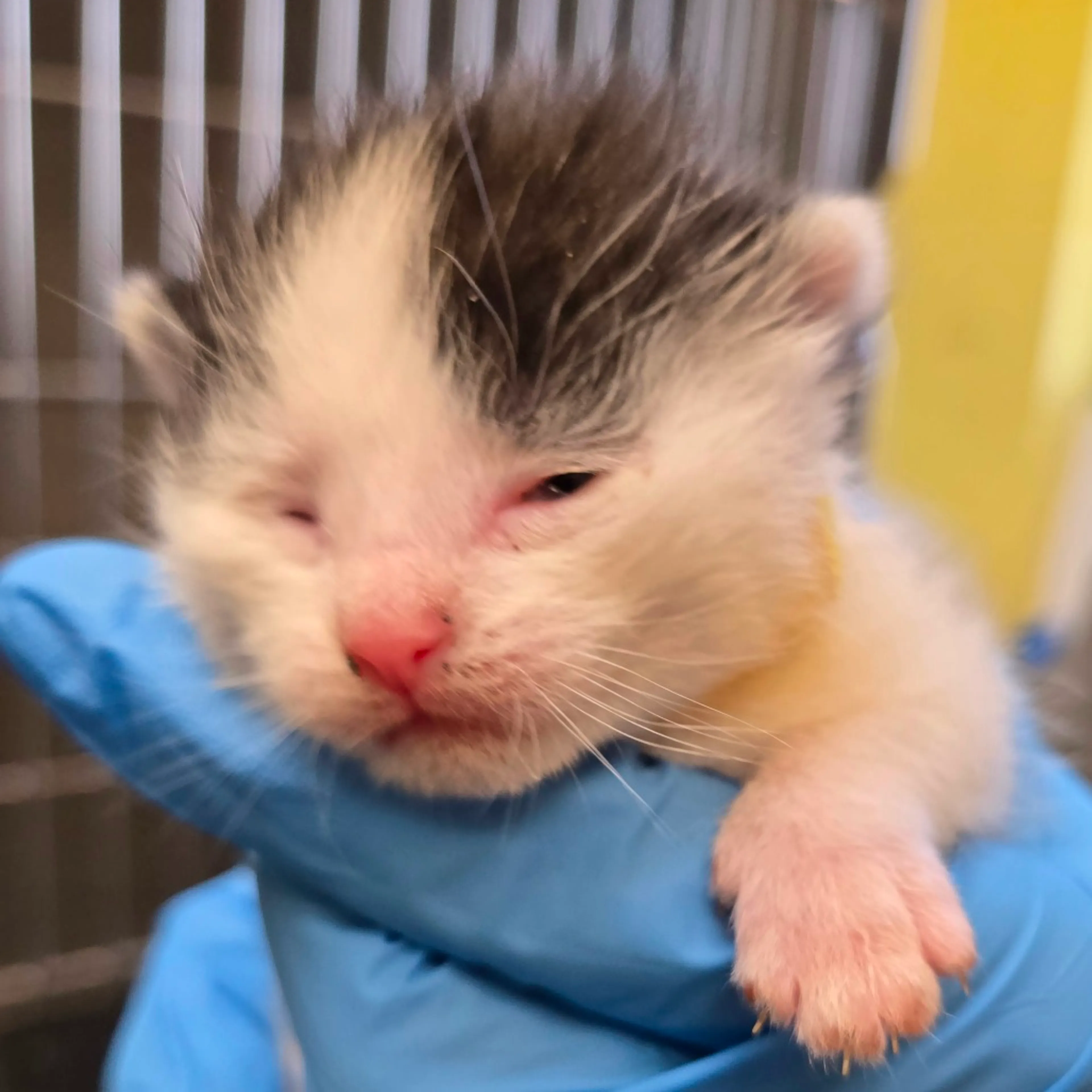 Found pet-1