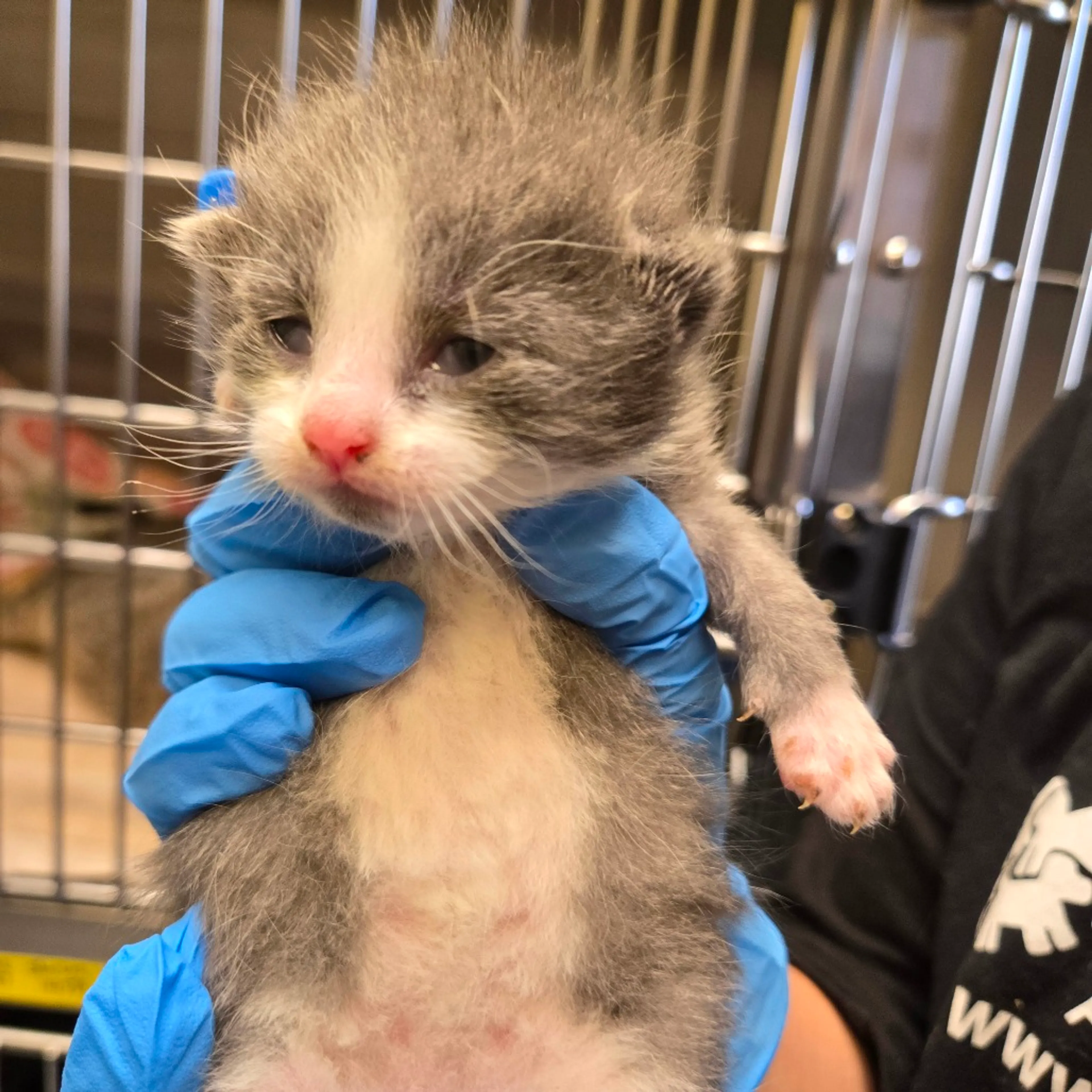 Found pet-1