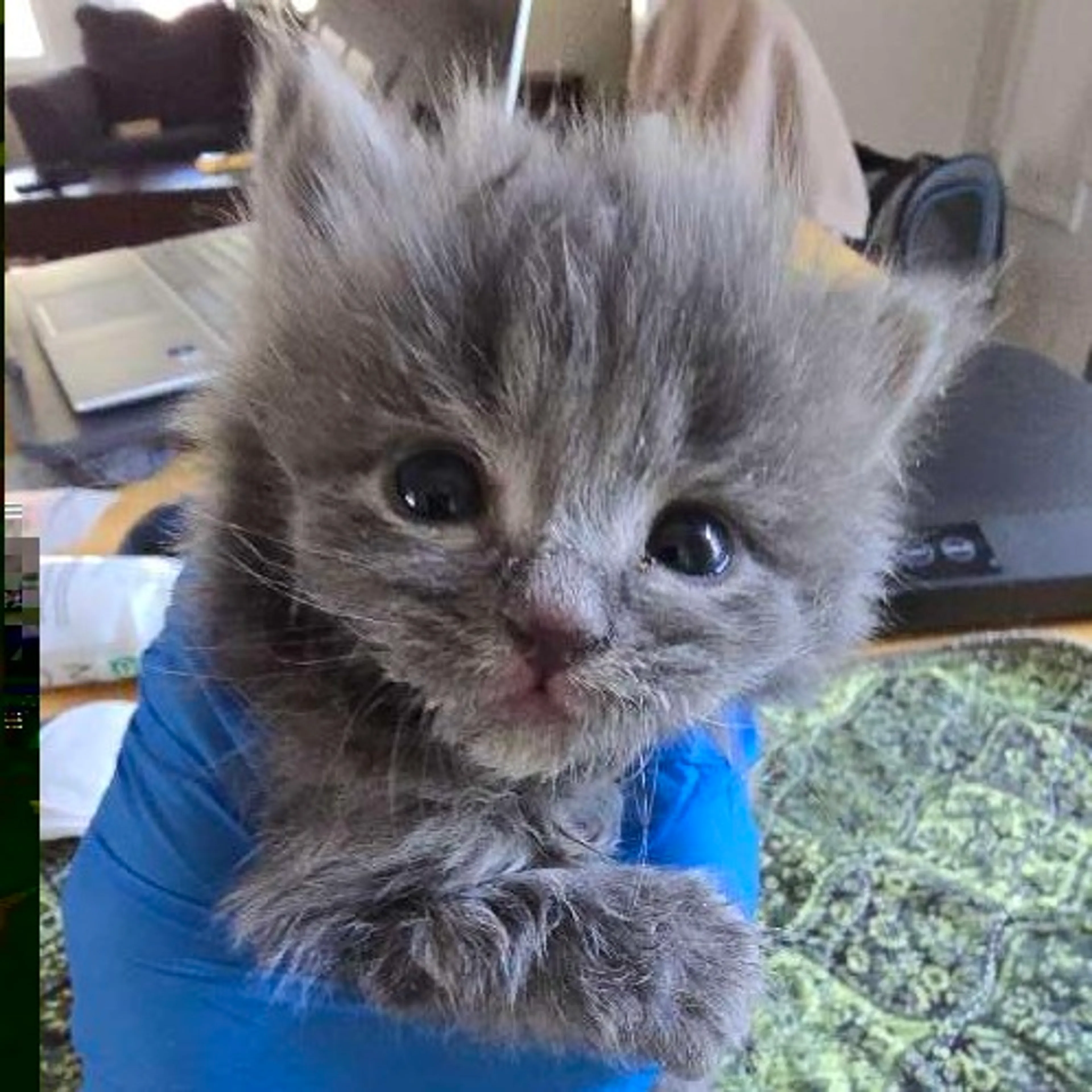 Found pet-2