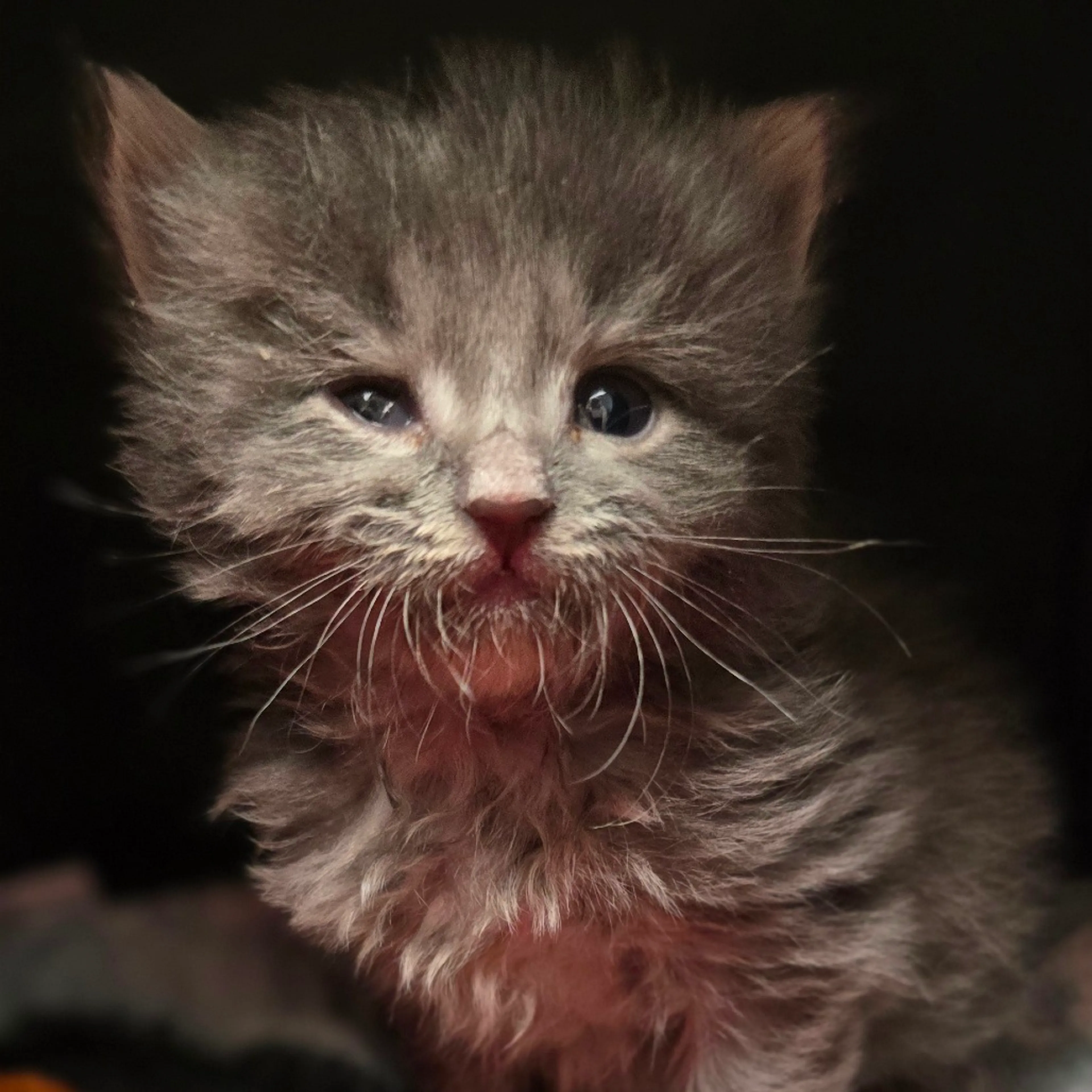 Found pet-1