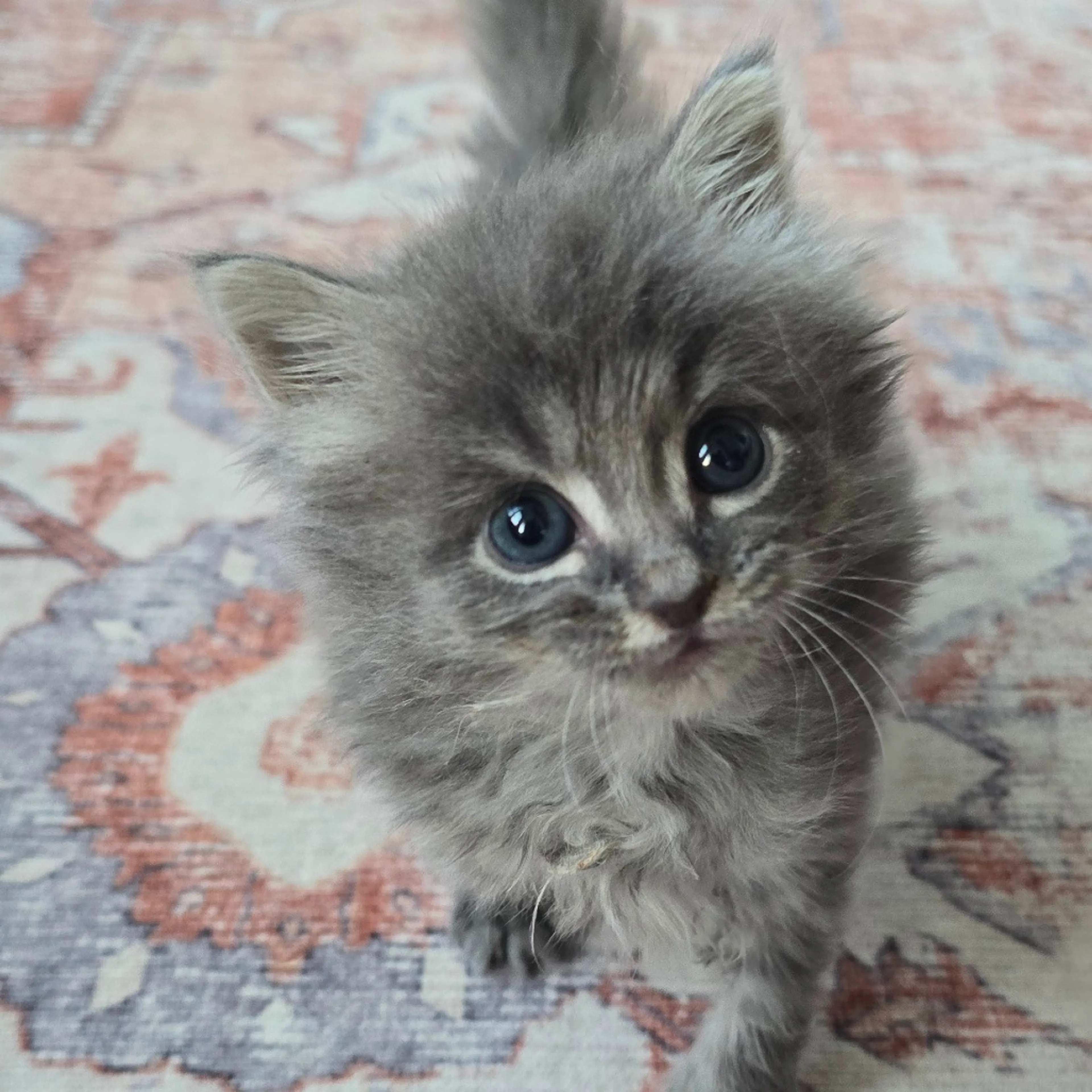 Found pet-0