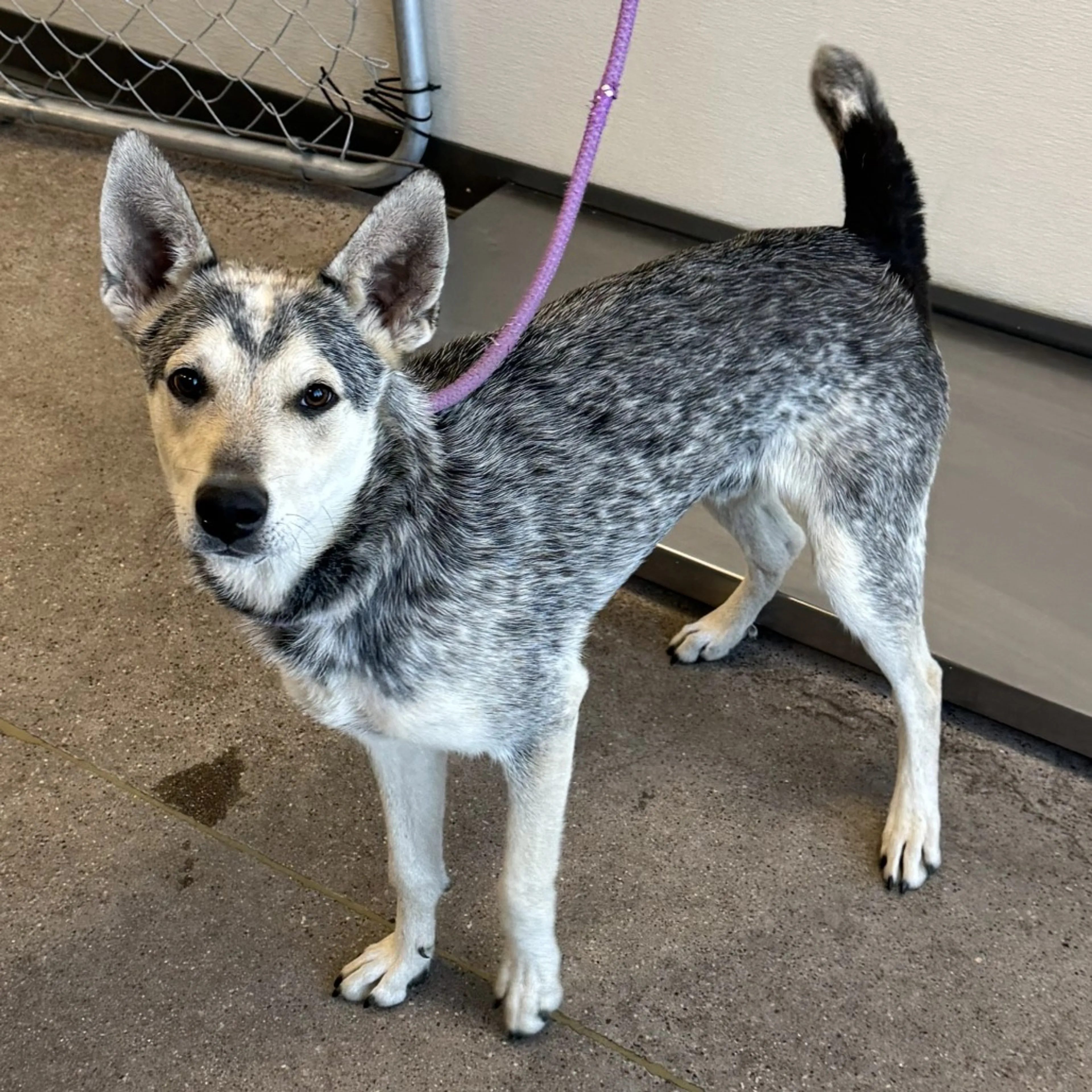 Found pet-1