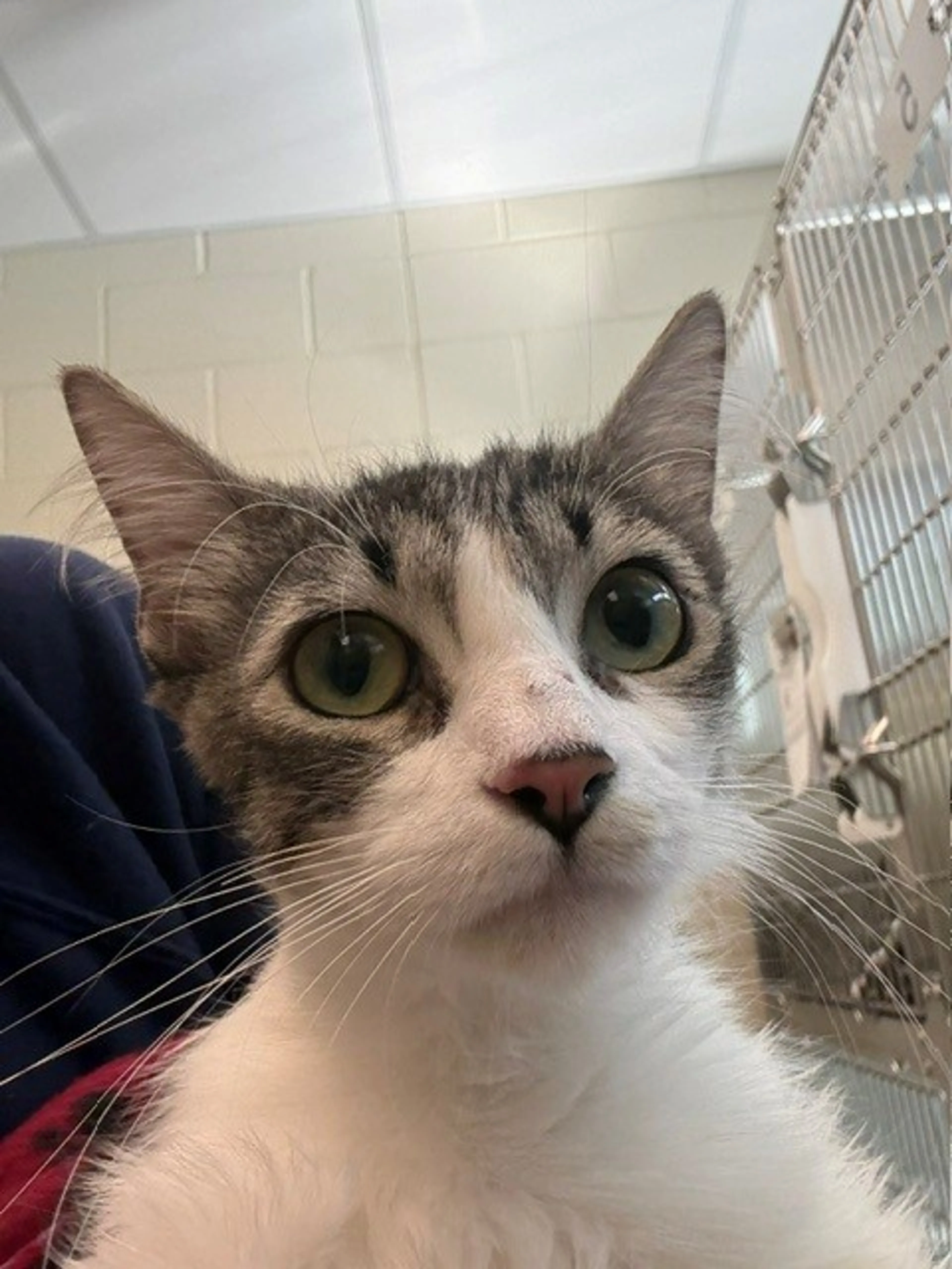 Found pet