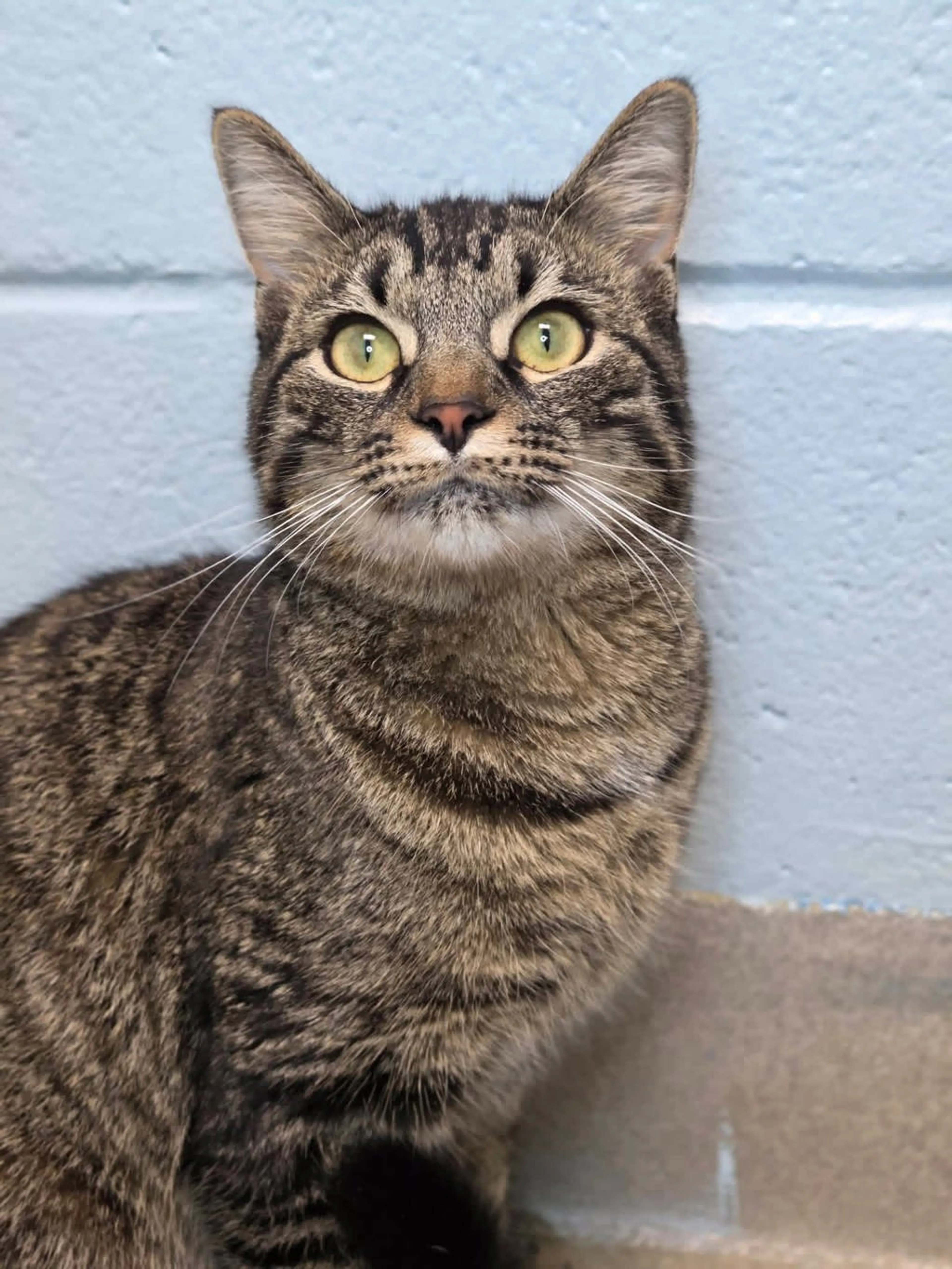 Found pet-1
