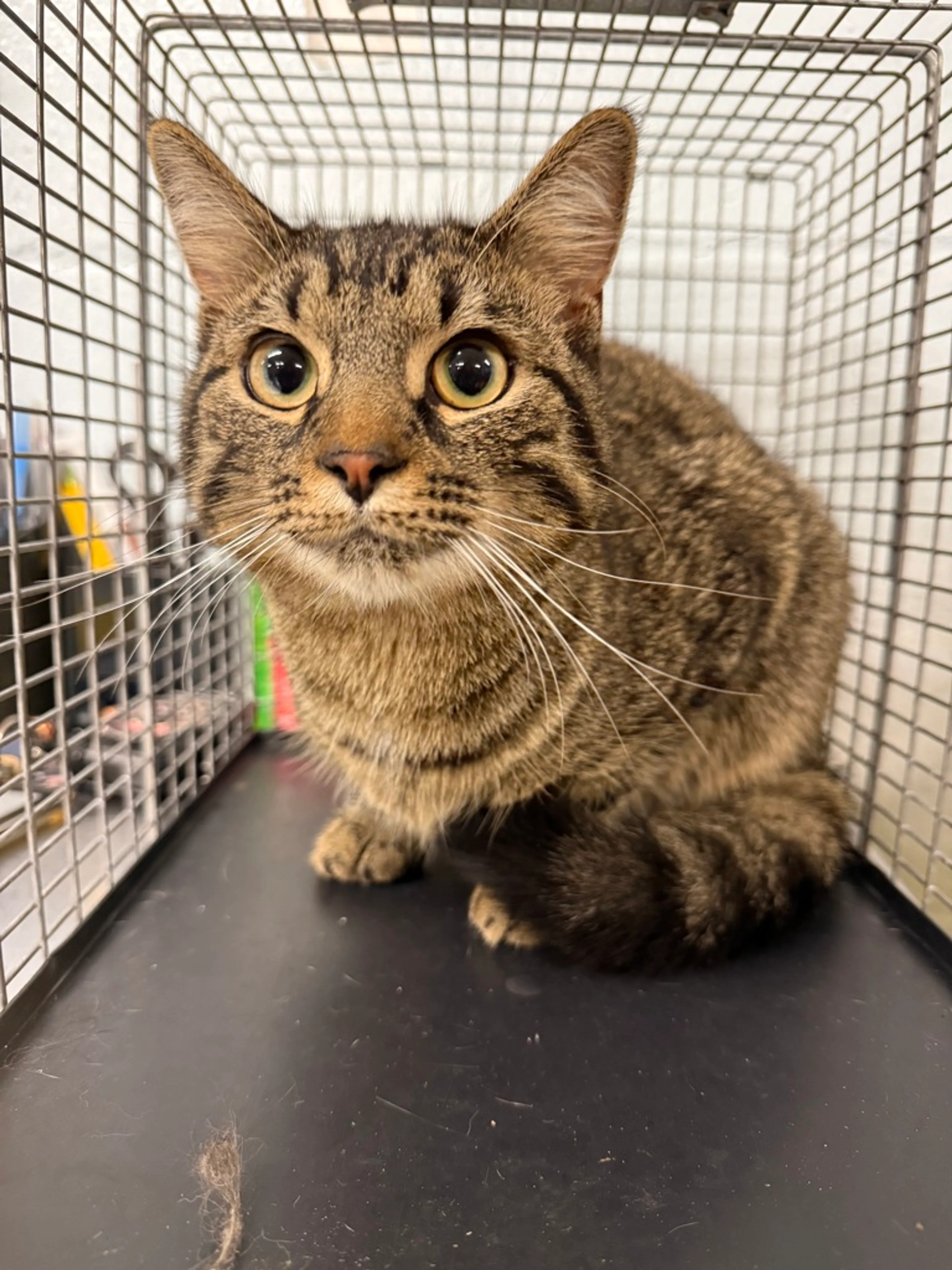Found pet