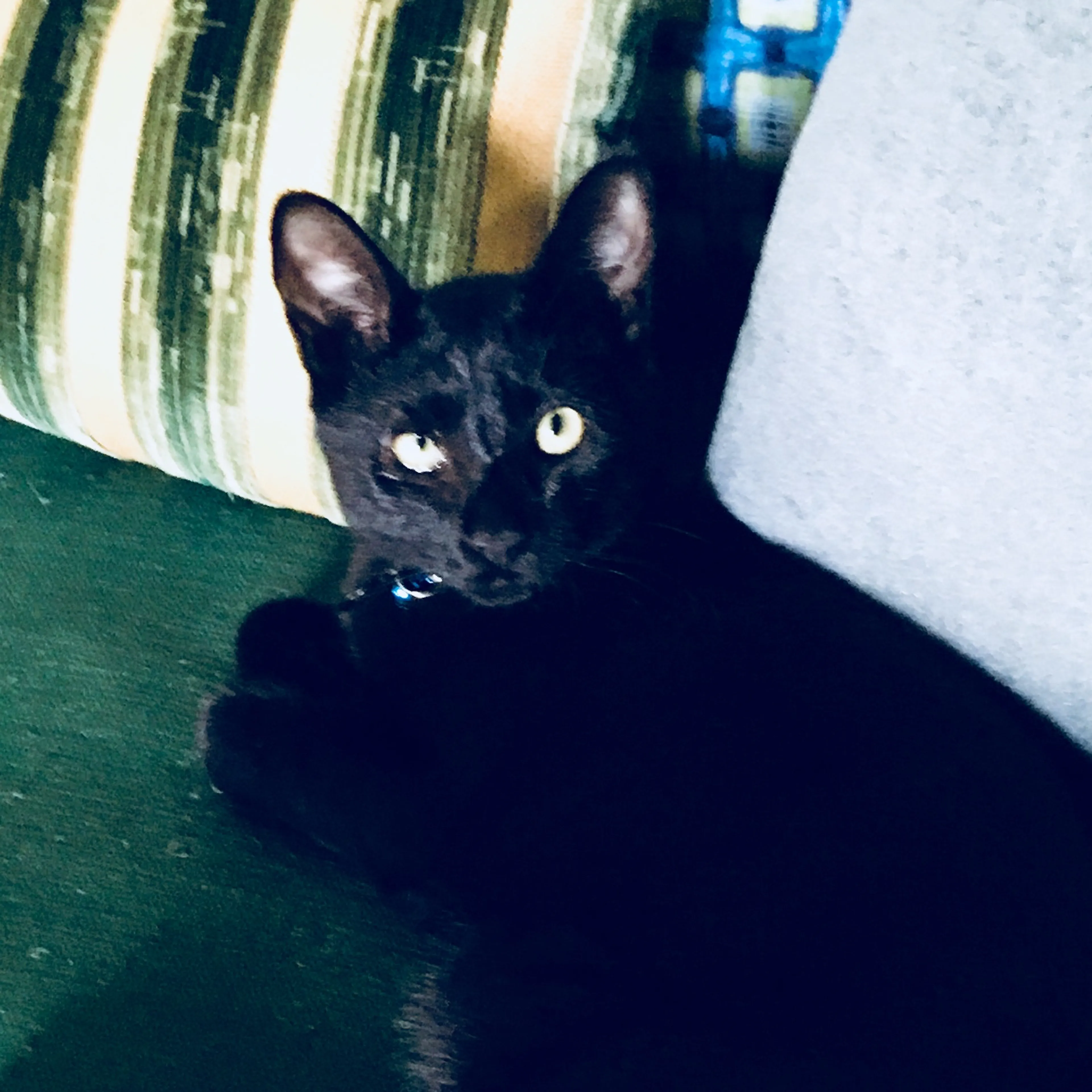 Lost pet-2