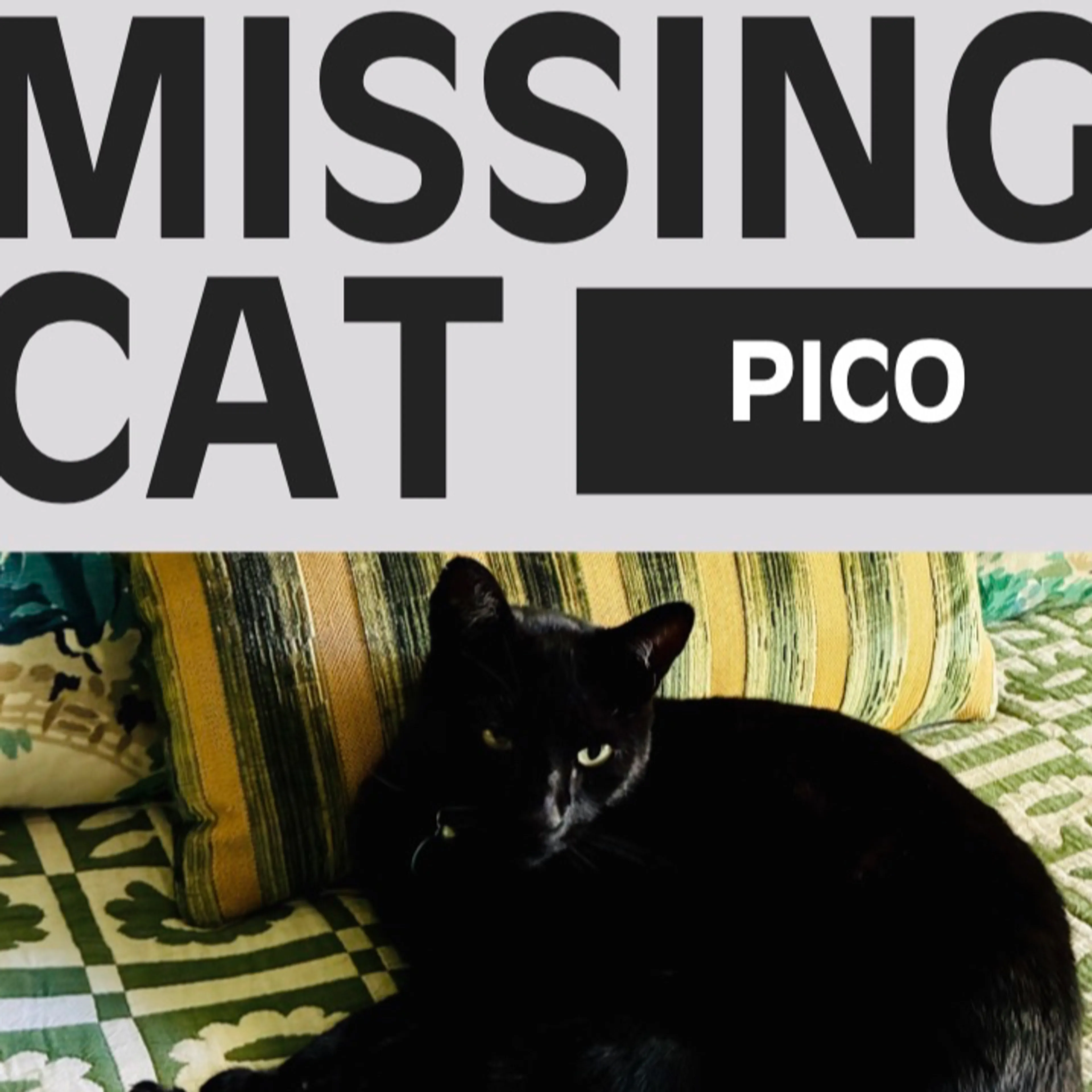 Lost pet-3