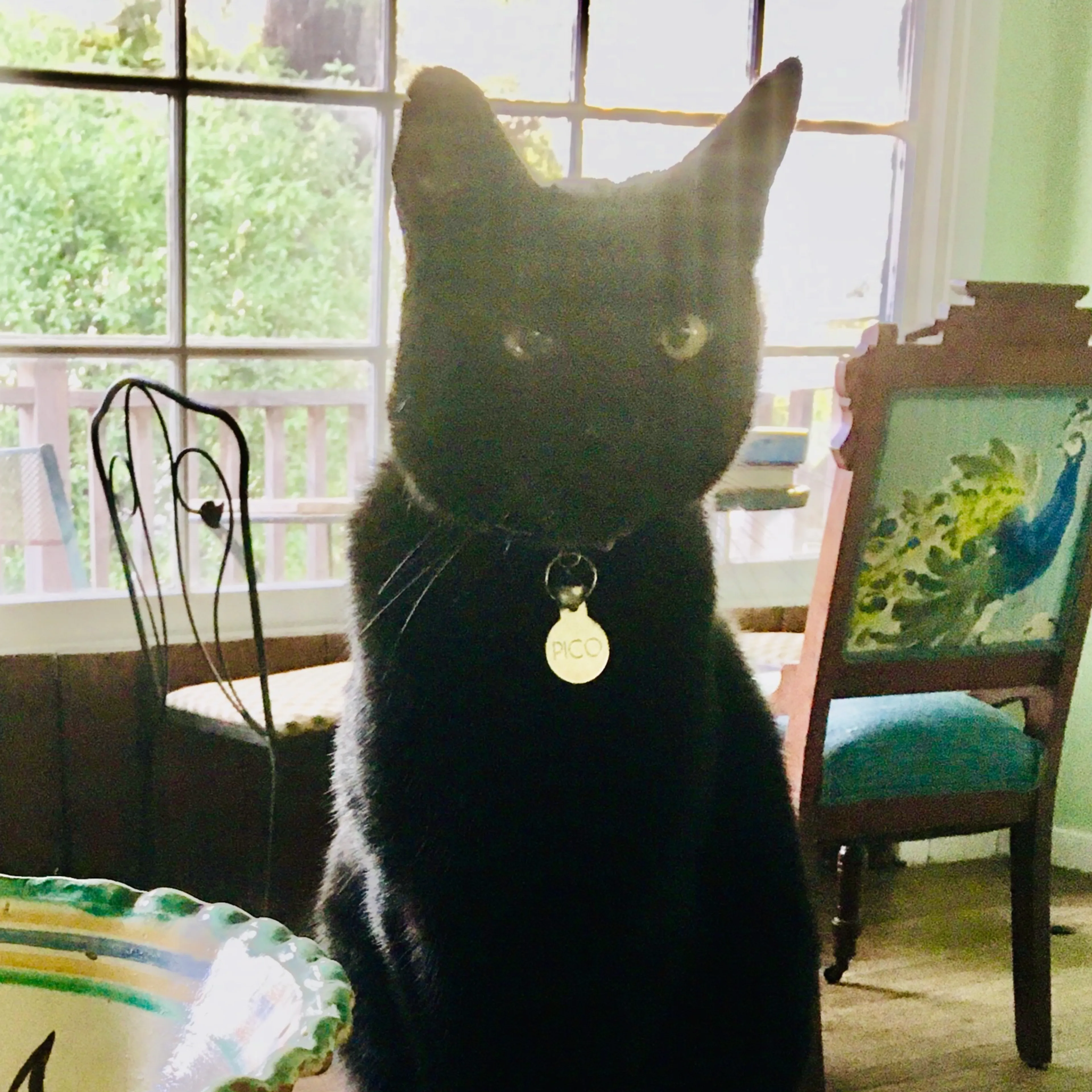 Lost pet-1