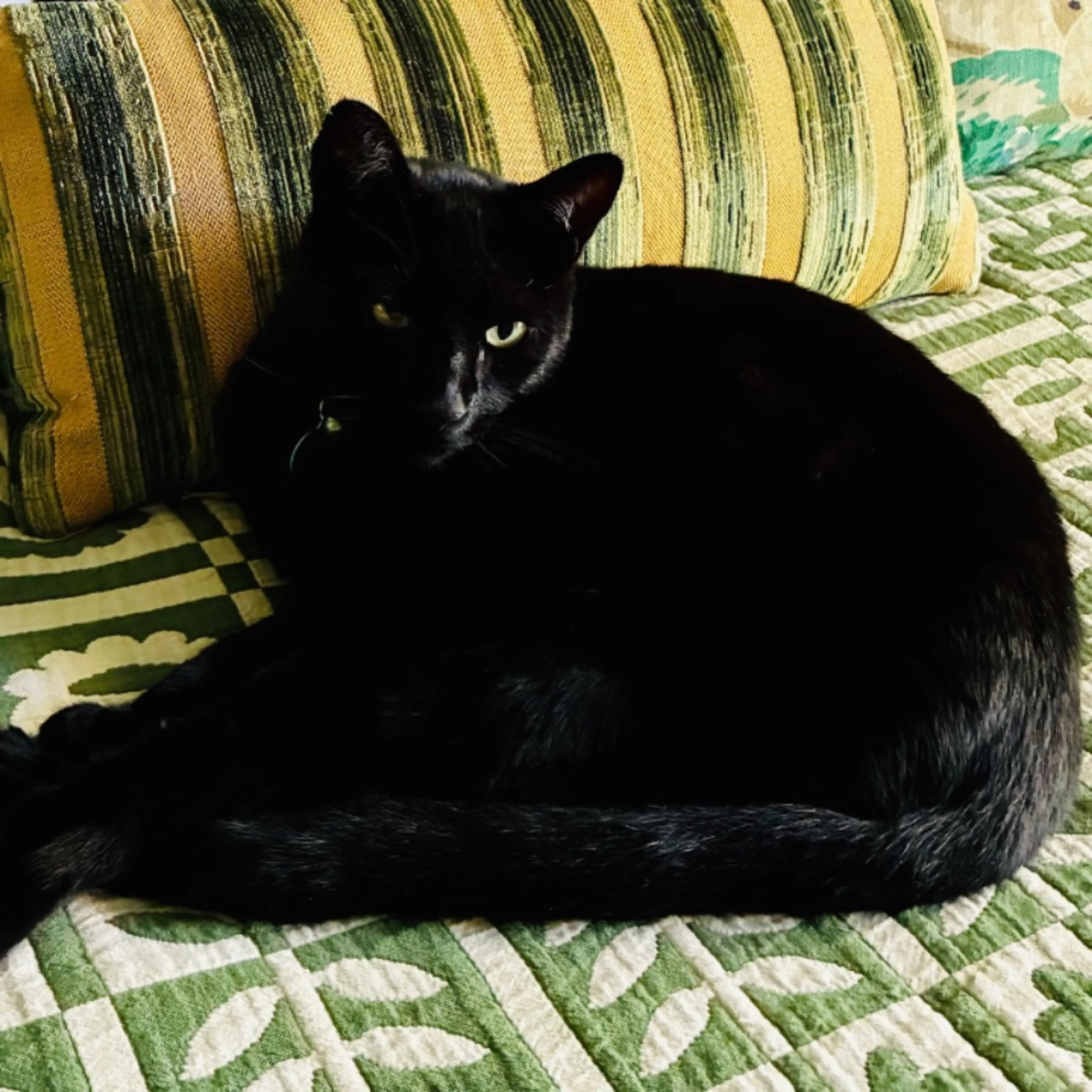 Lost pet-0