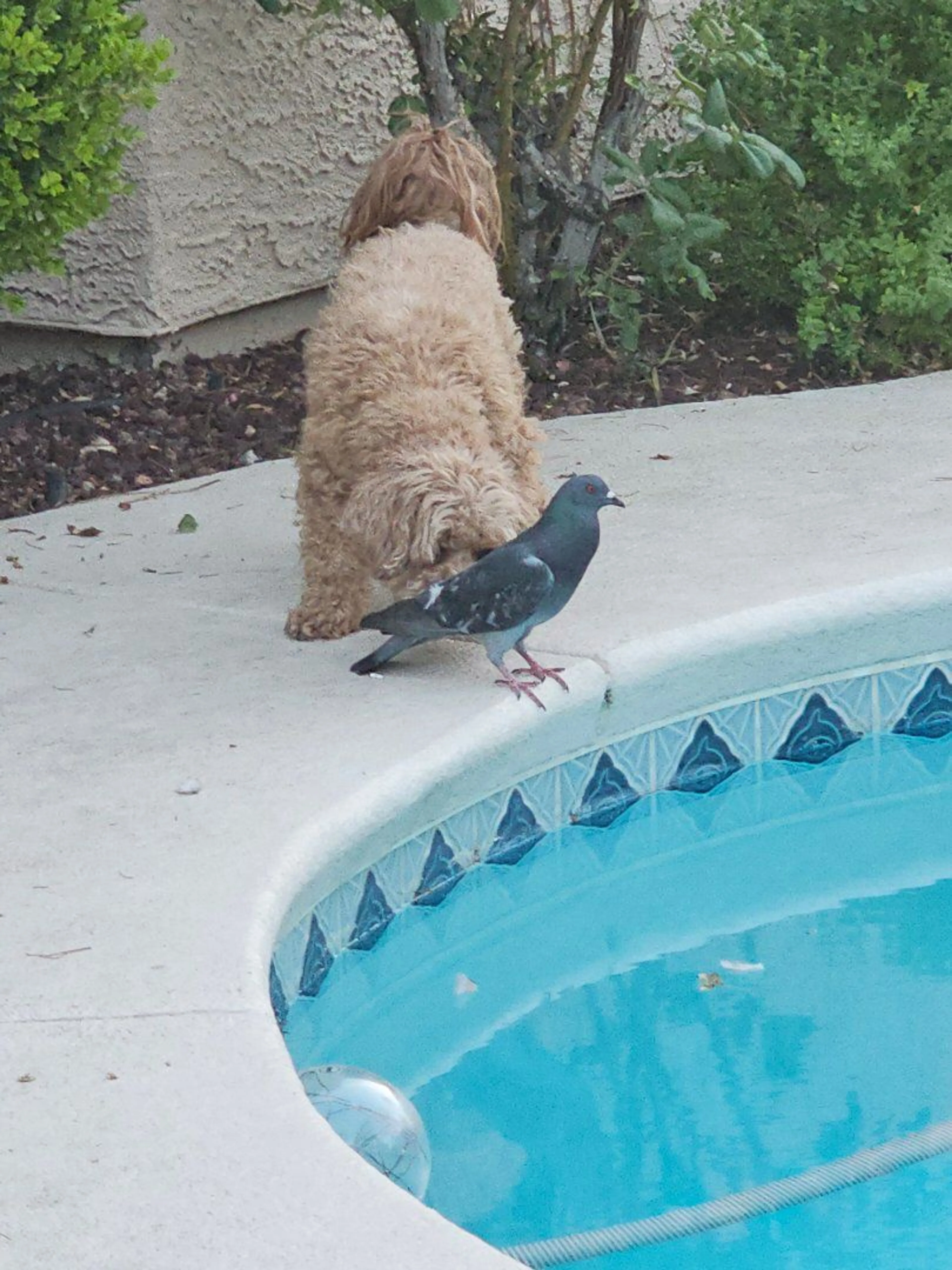 Lost pet-0