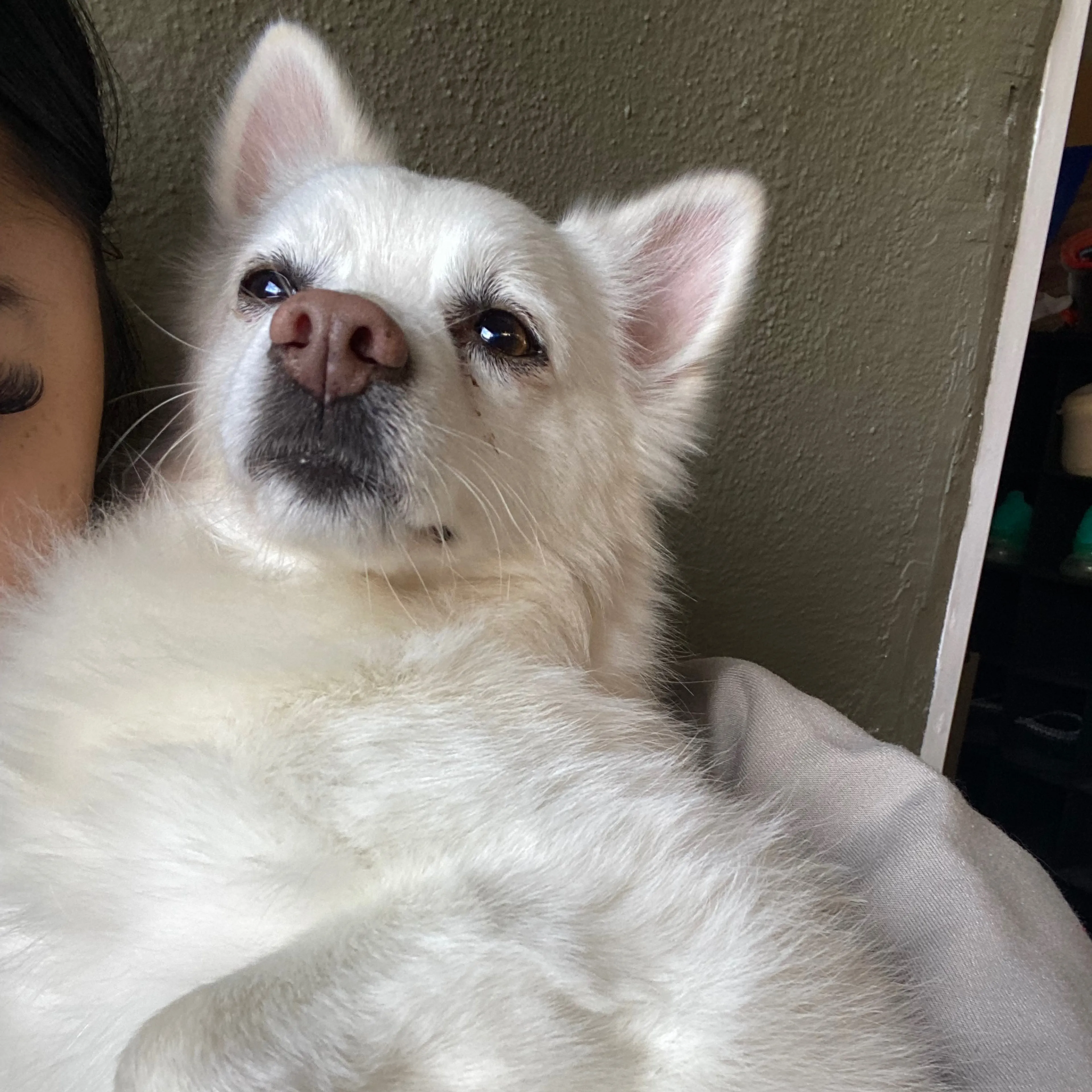 Lost pet-2