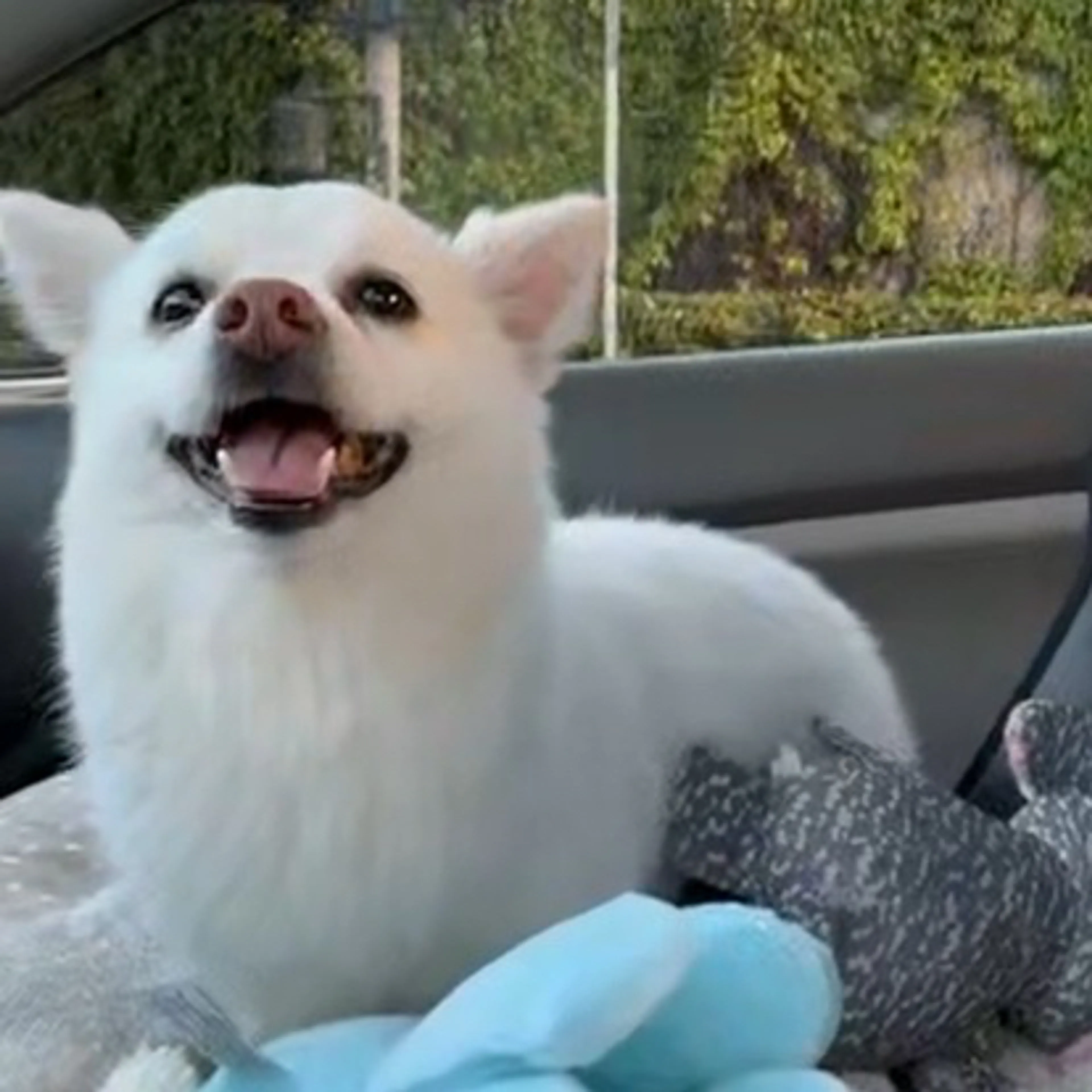 Lost pet-1