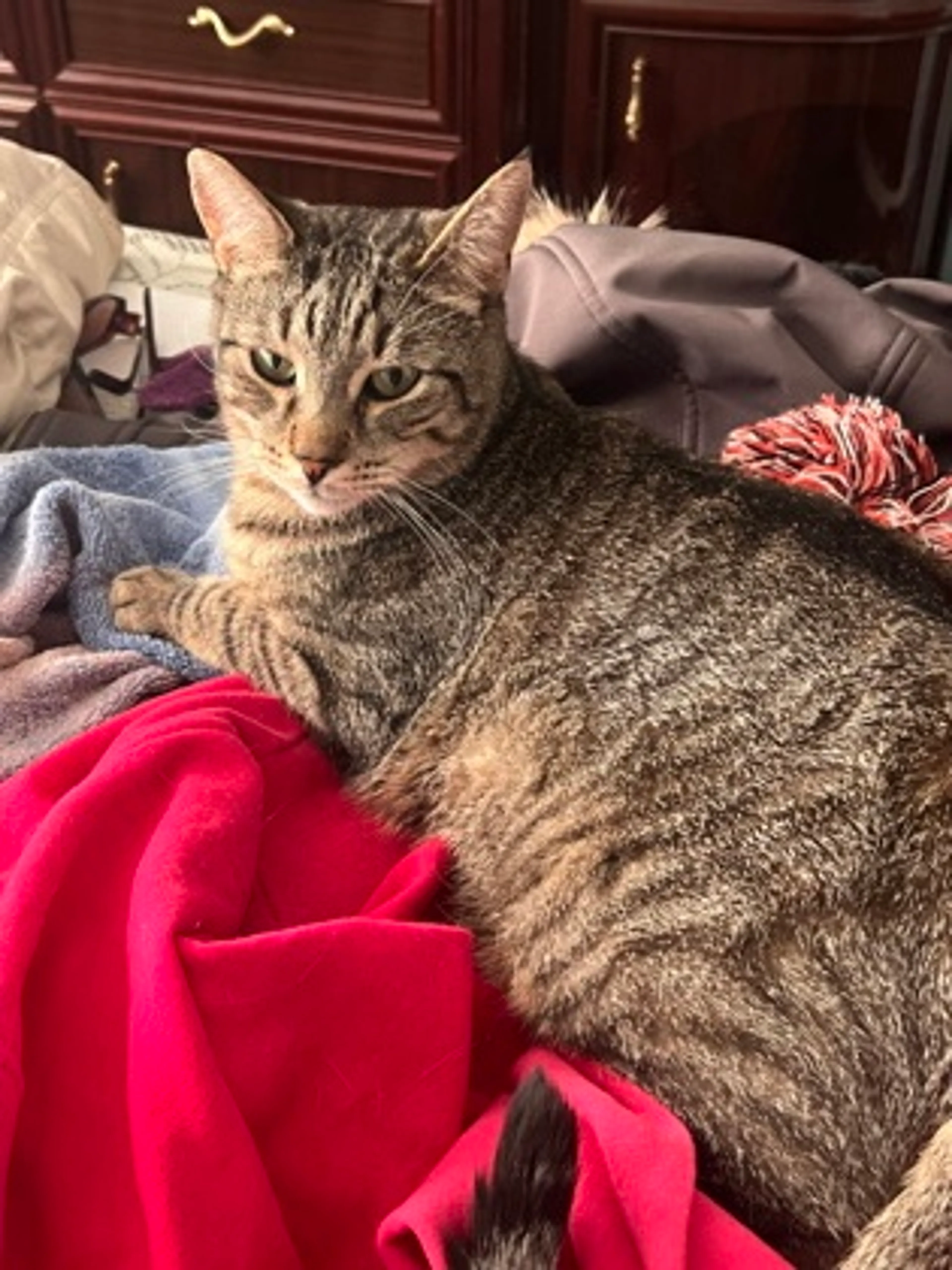 Found pet-2