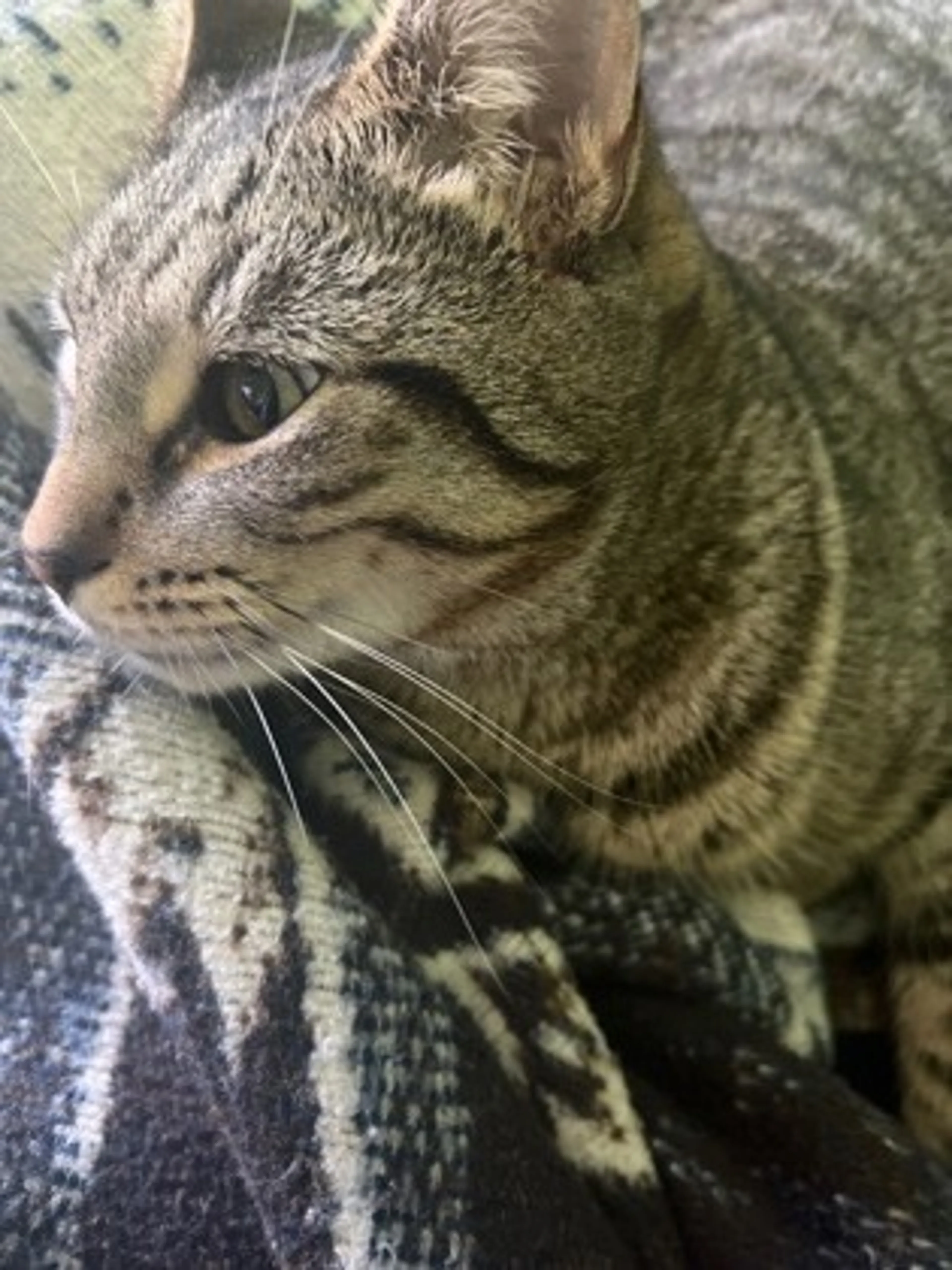 Found pet-1