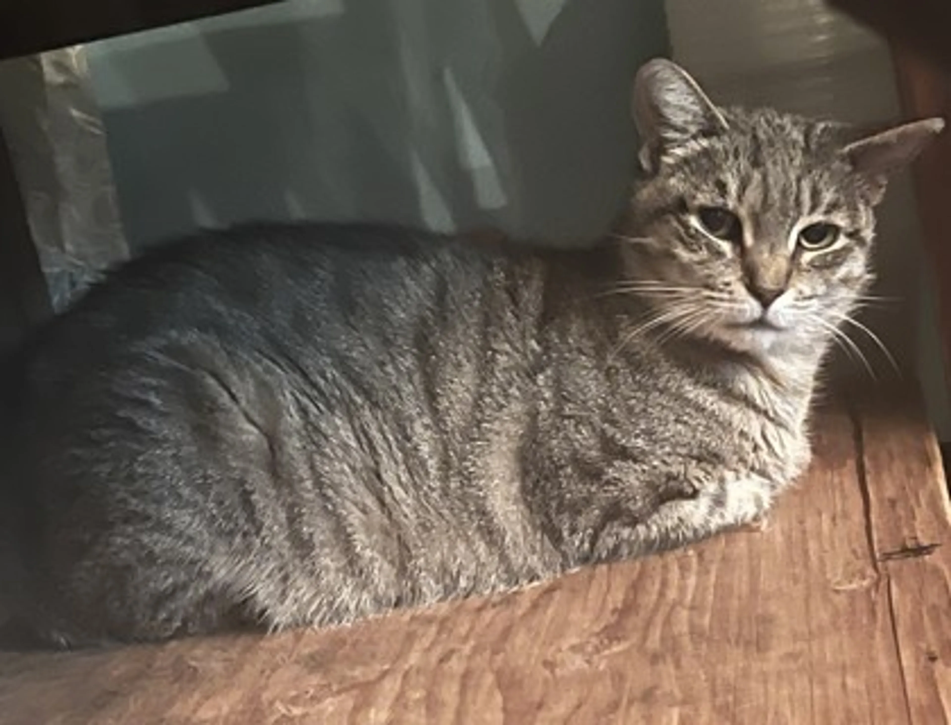 Found pet-1