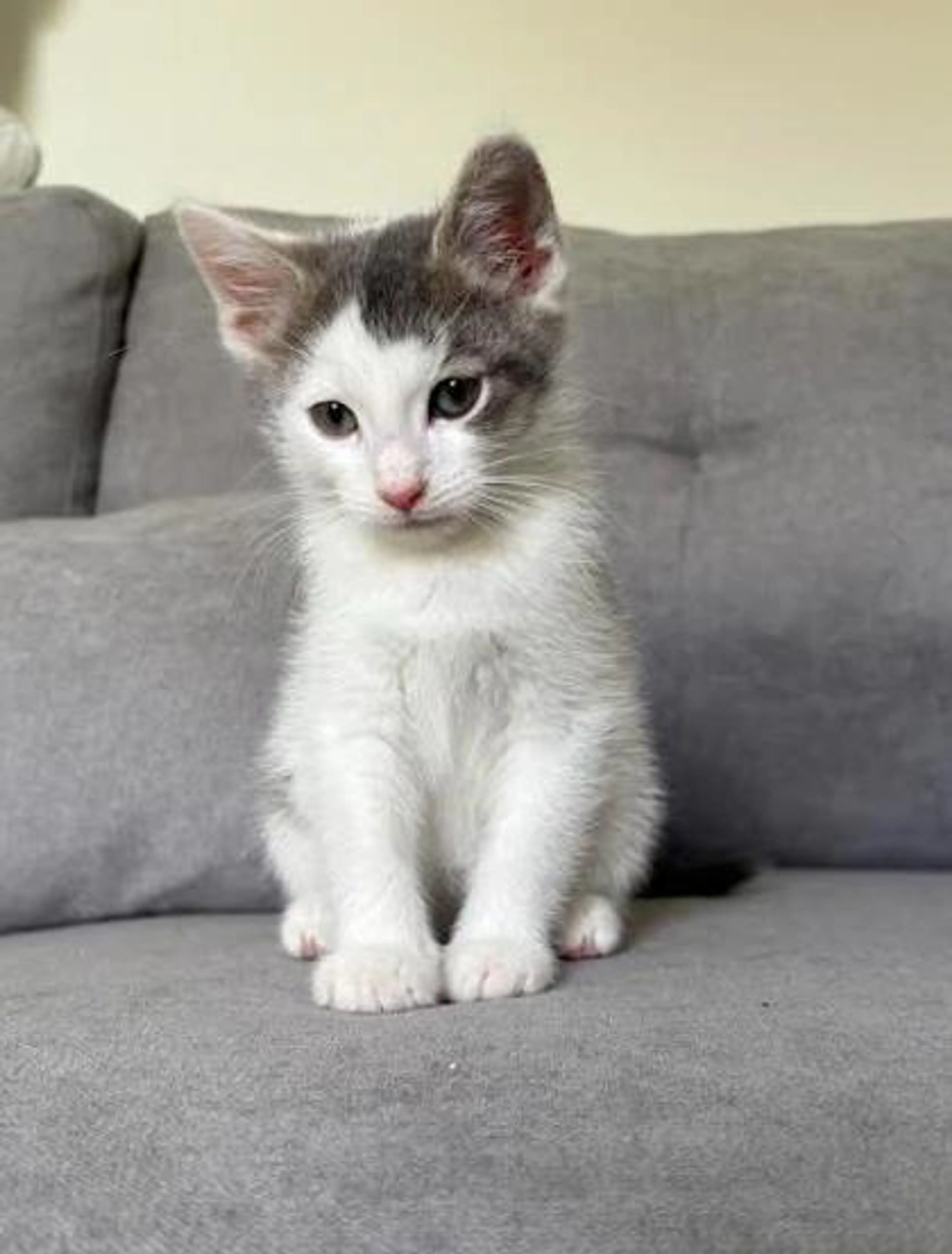 Found pet