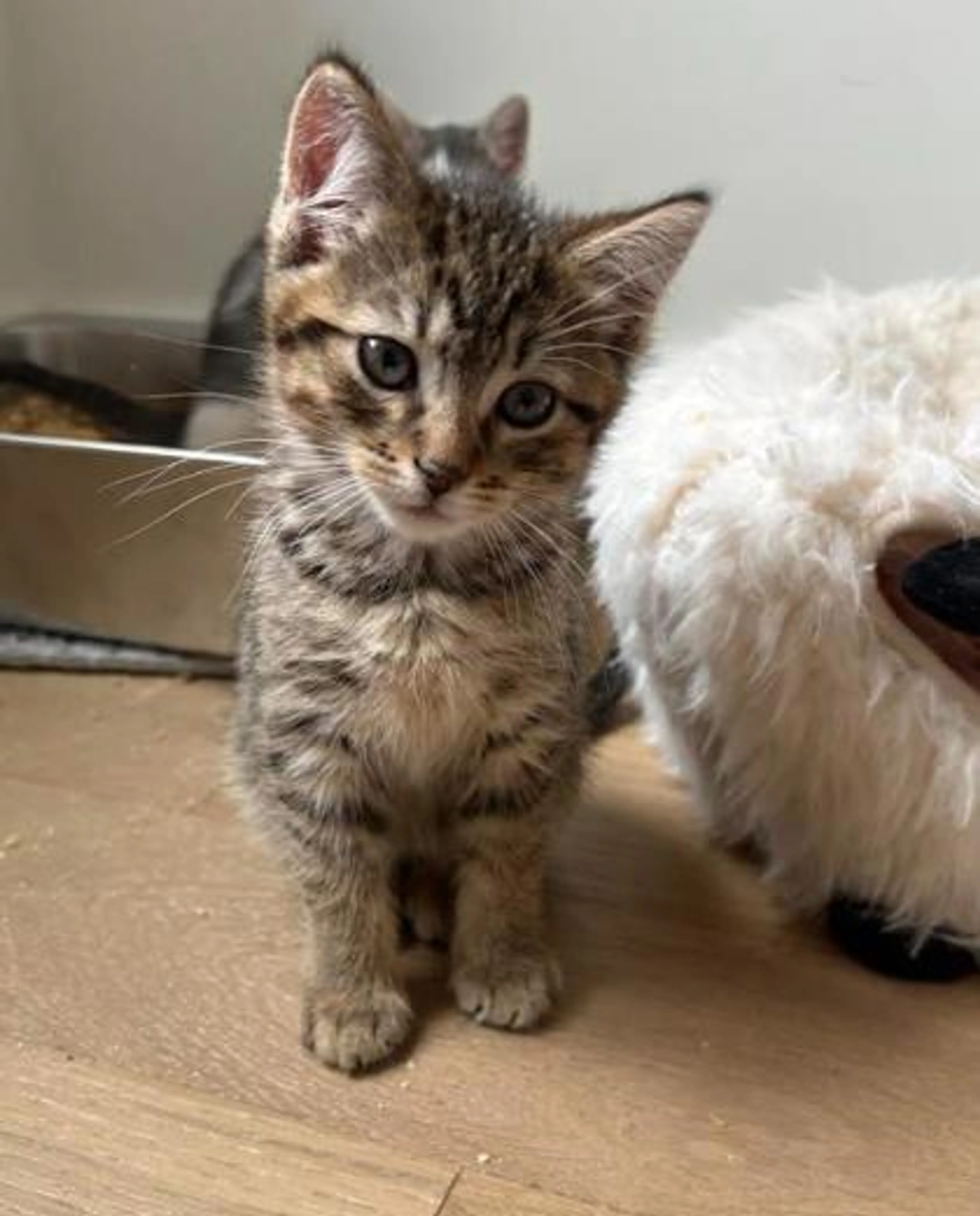 Found pet