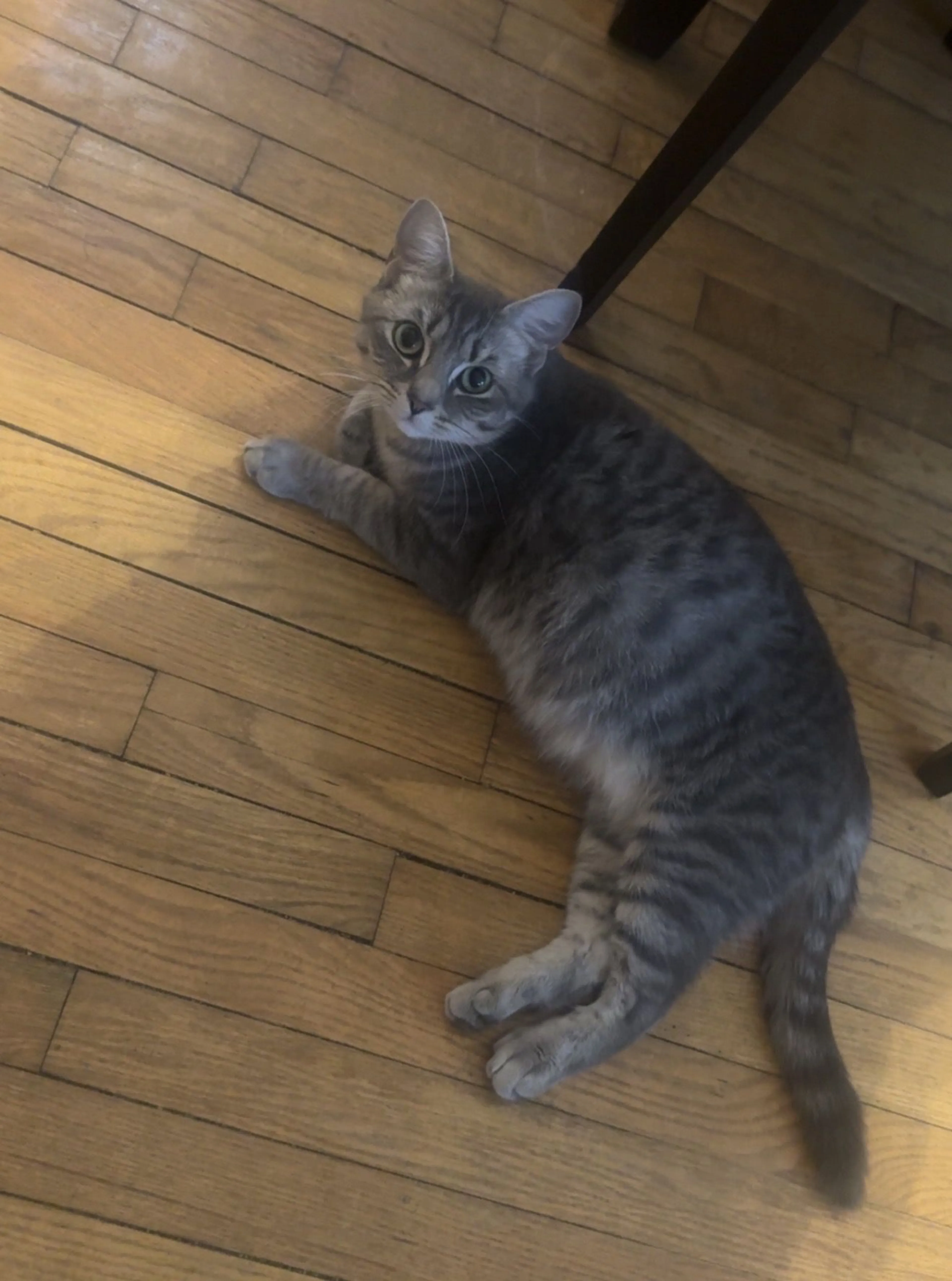Lost pet