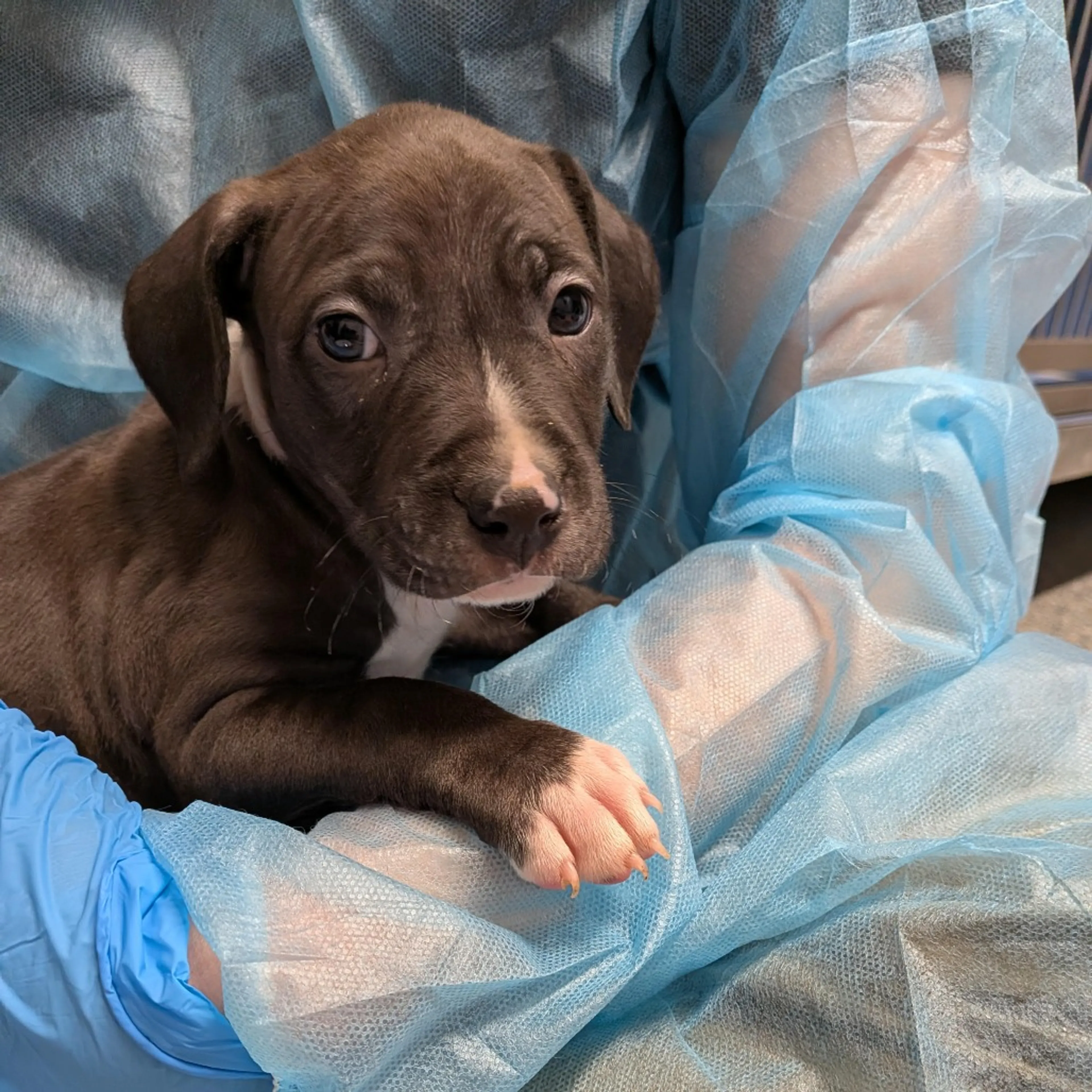 Found pet-2