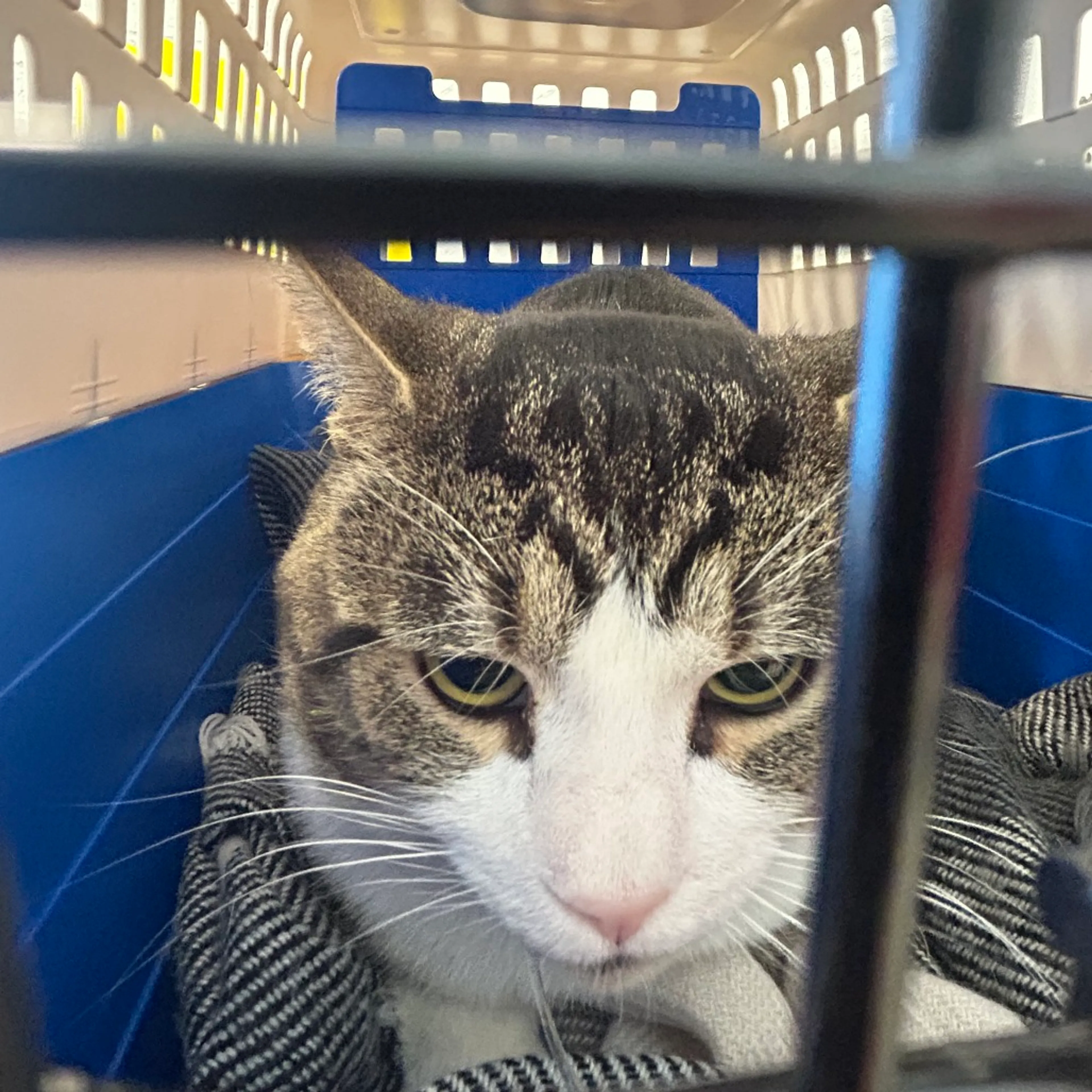 Found pet-1